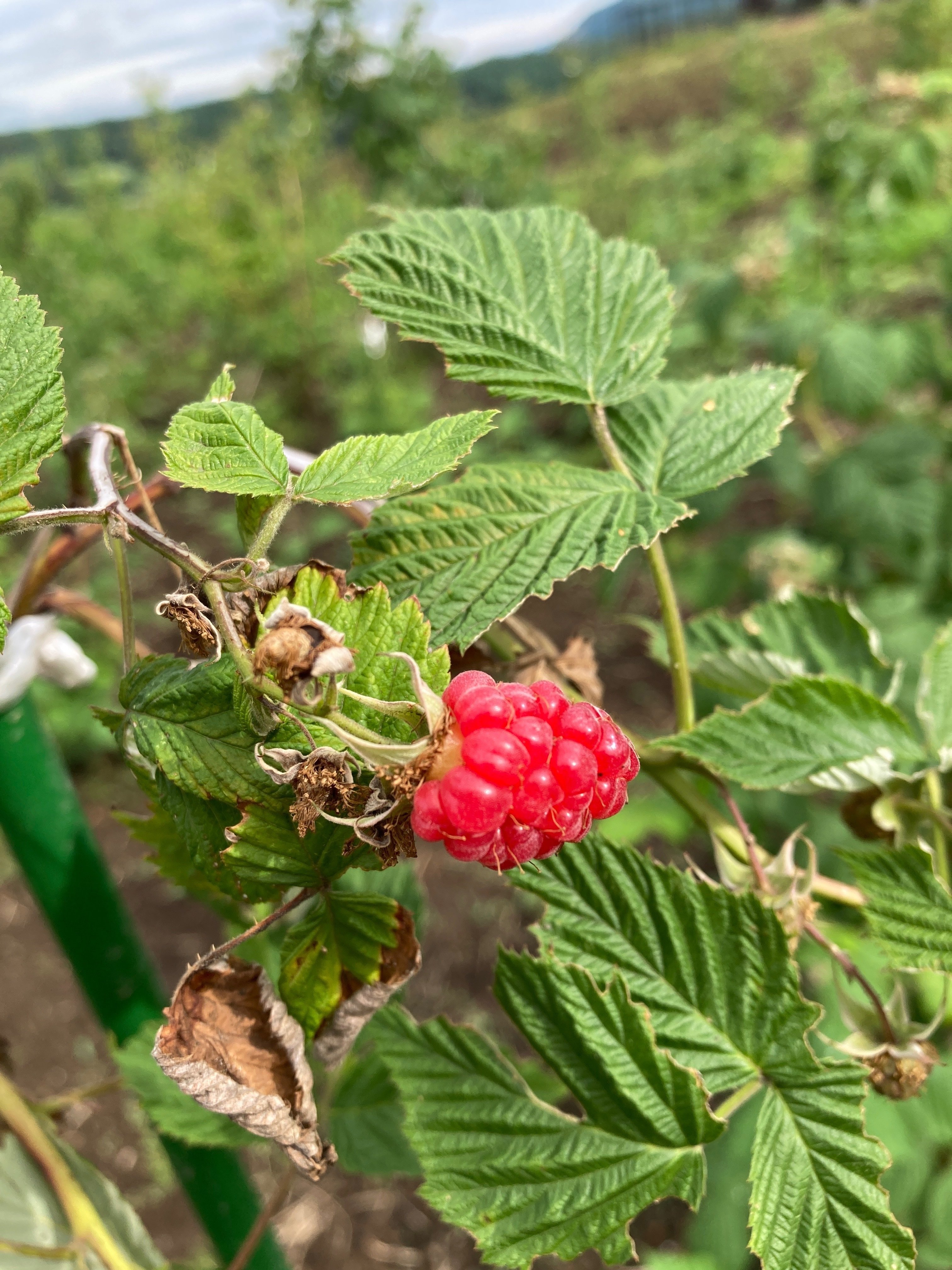 【ブラックベリーページ】 送料無料】山口さんのブラックベリー 冷凍 新潟県阿賀町産 1.5kg