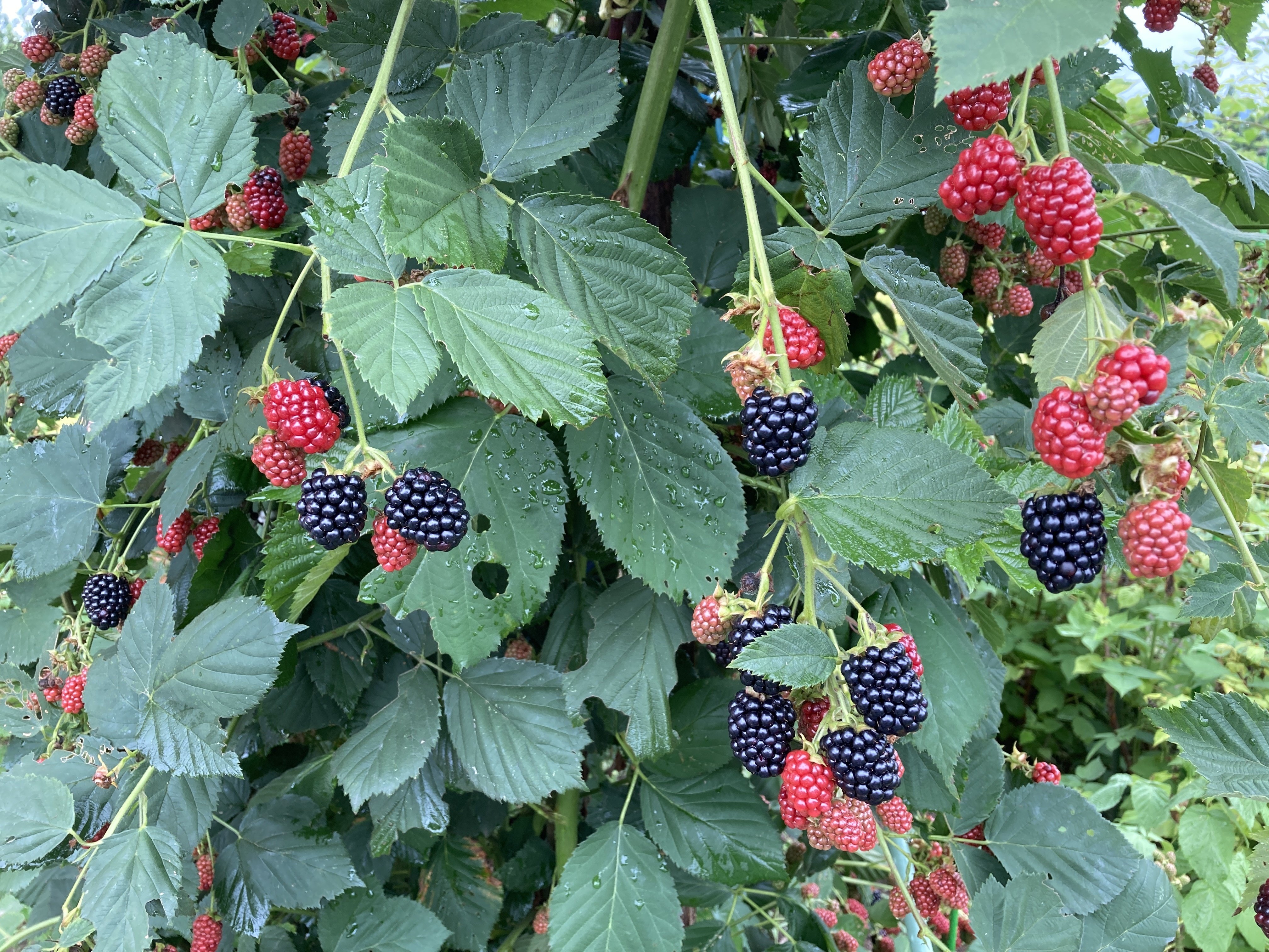 ラズベリー、ブラックベリーの収穫完了｜Uターンじぃじ