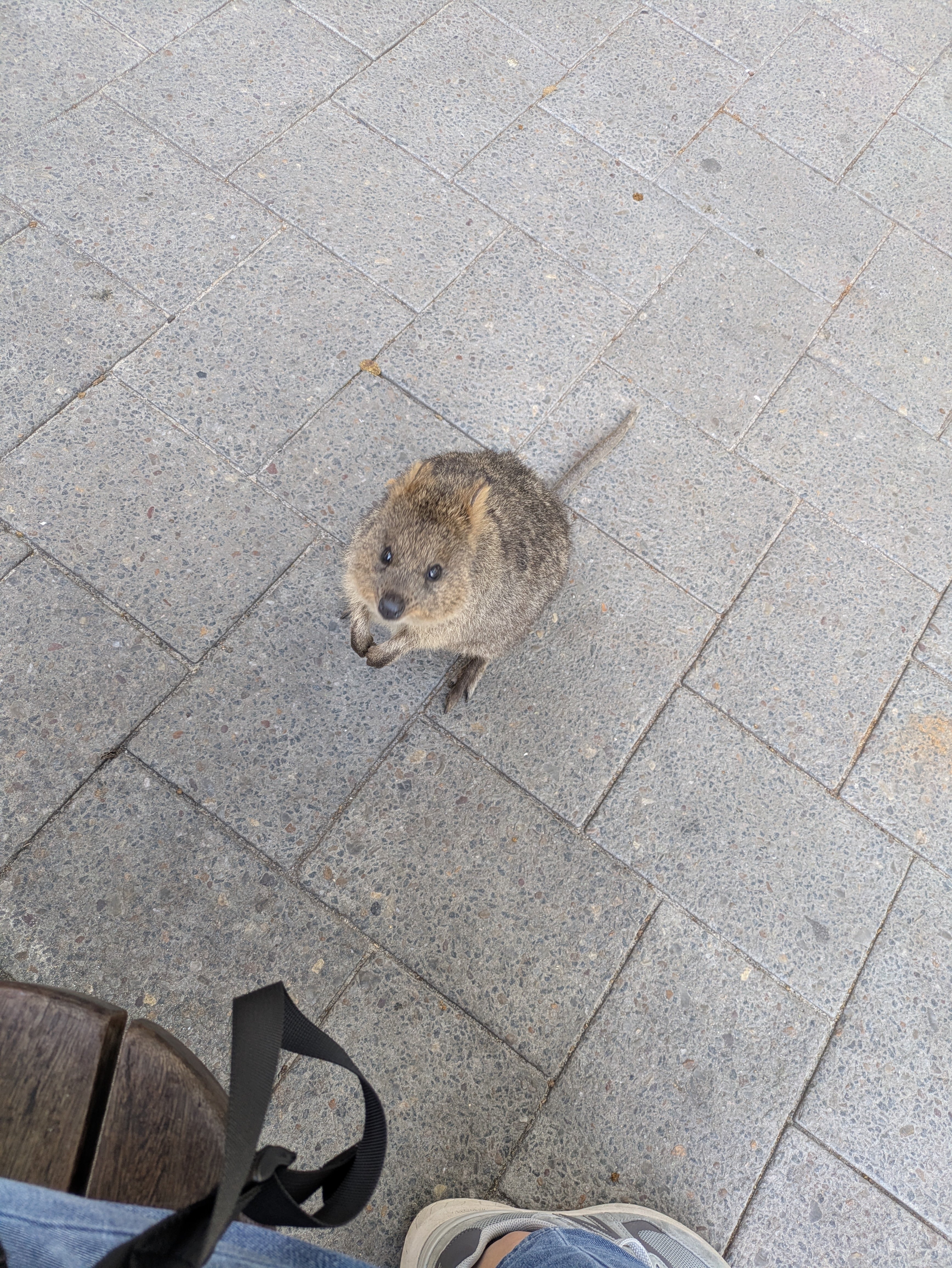 ⑤オーストラリアパース ひとり旅 3日目｜ロットネスト島で出会う“世界