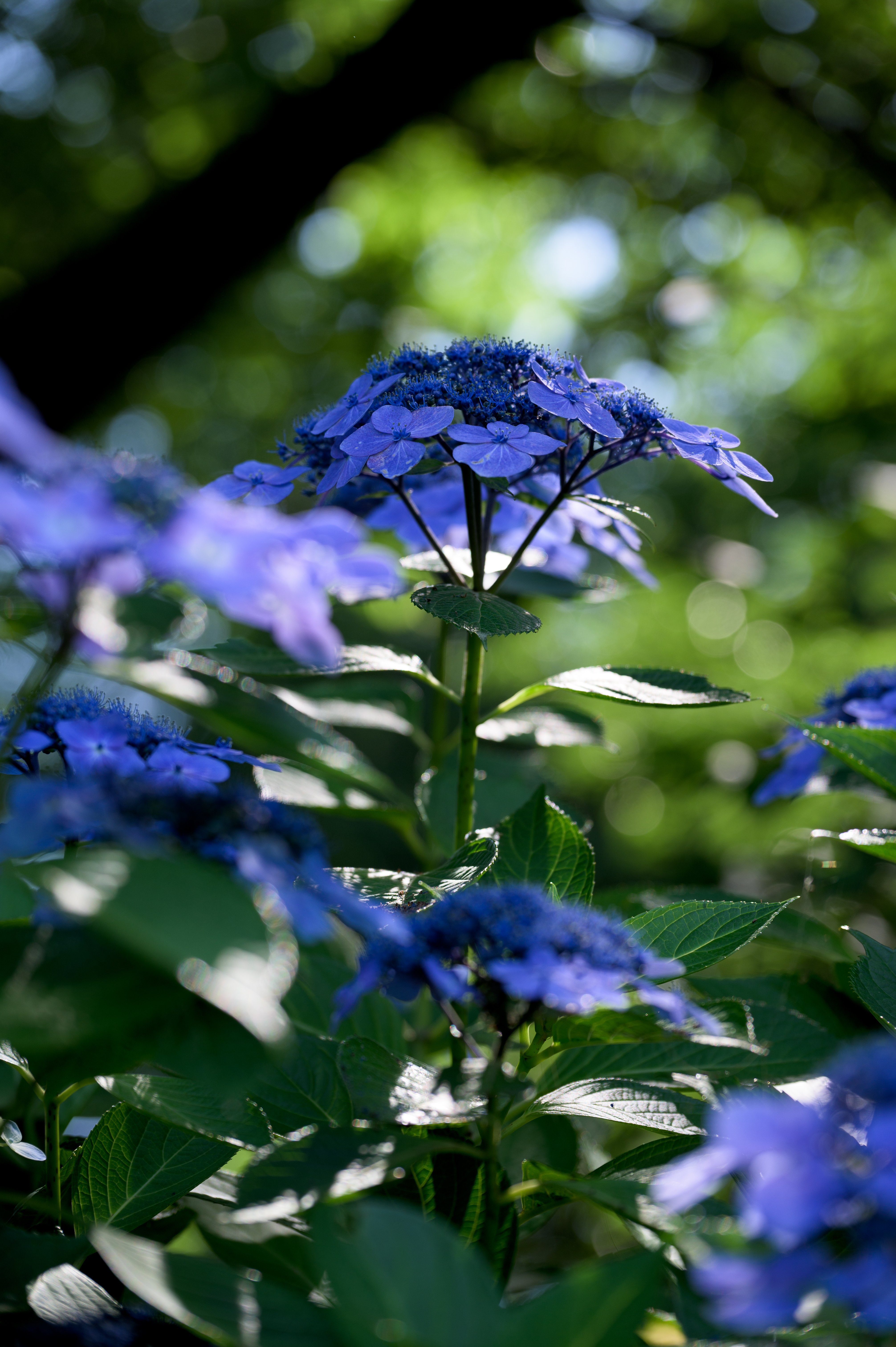 写真確認用★BE-ALL DUKE24デューク24ネイビー 比較インプレ】ヤマハ「MT-03」VS KTM「390 DUKE」VS カワサキ「Ninja