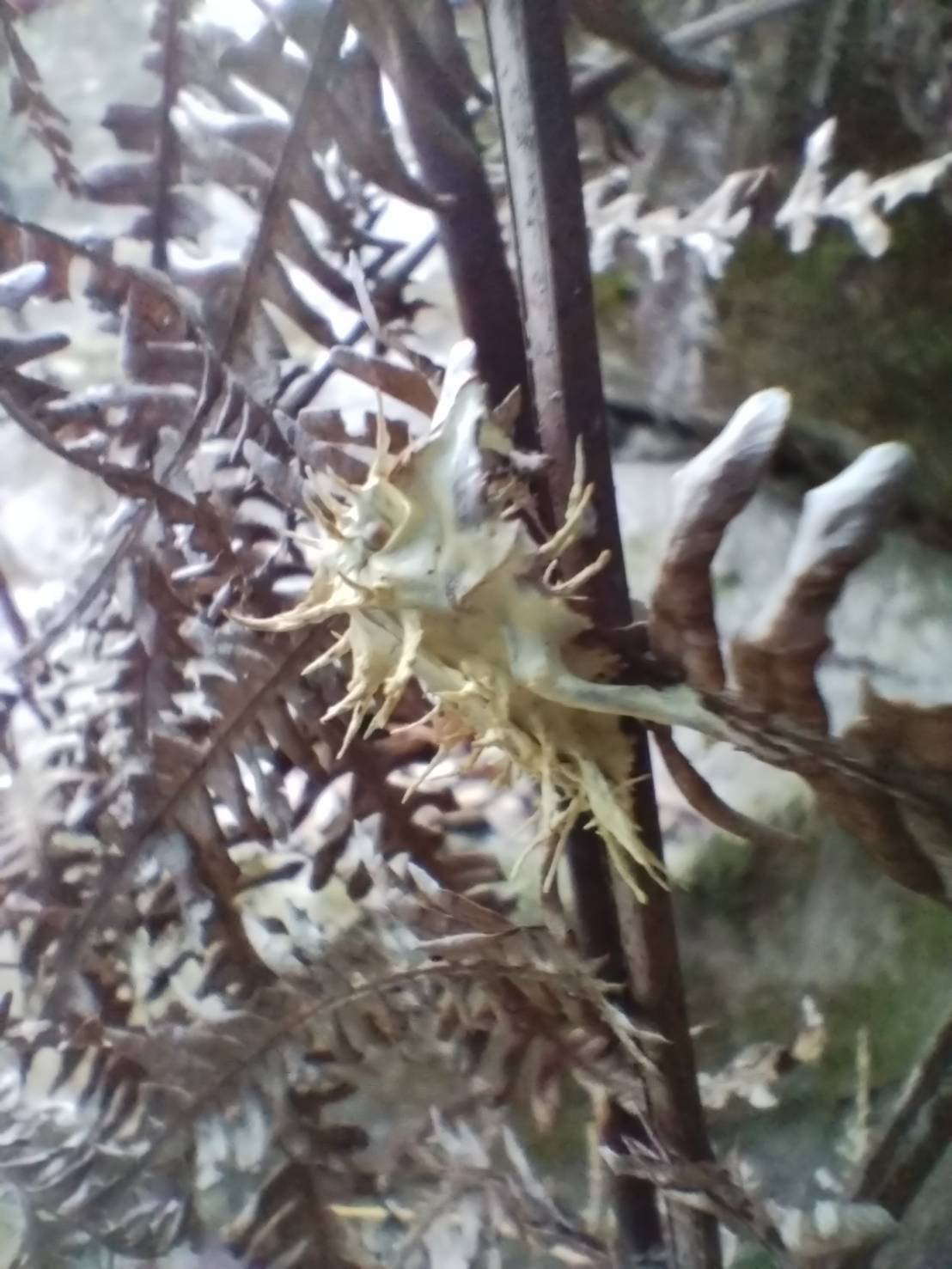 2025年上半期冬虫夏草探索記録｜けんせい