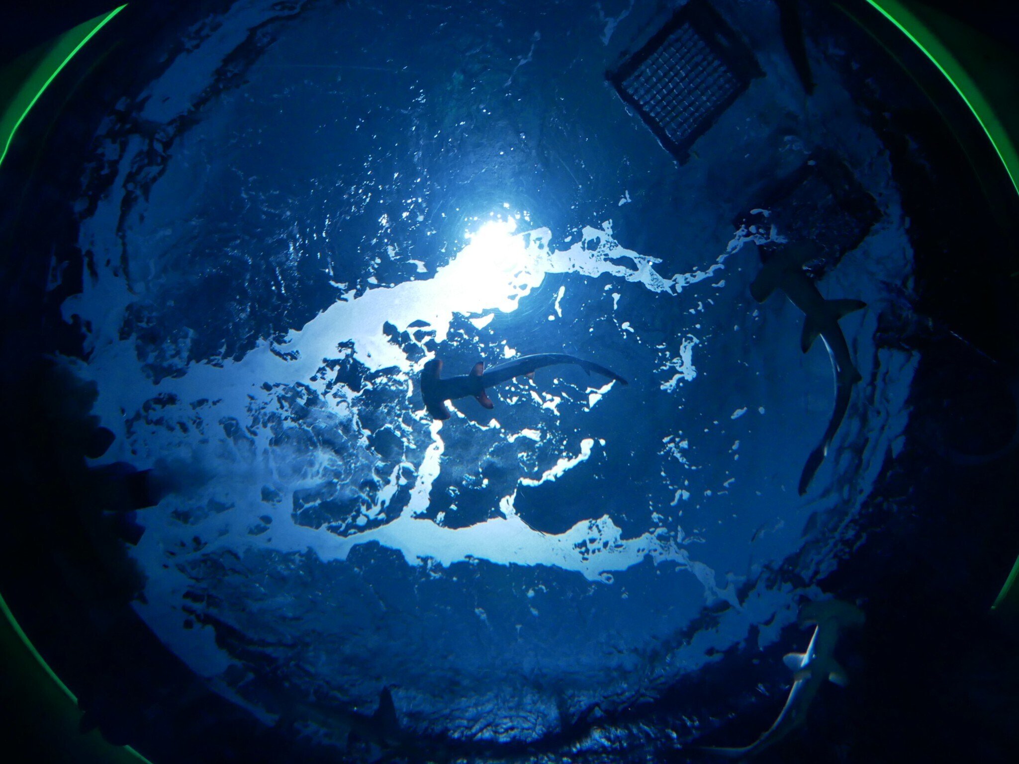 604 四国水族館でしばしの涼を感じる｜ミヤコカエデ（Miyako Kaede)