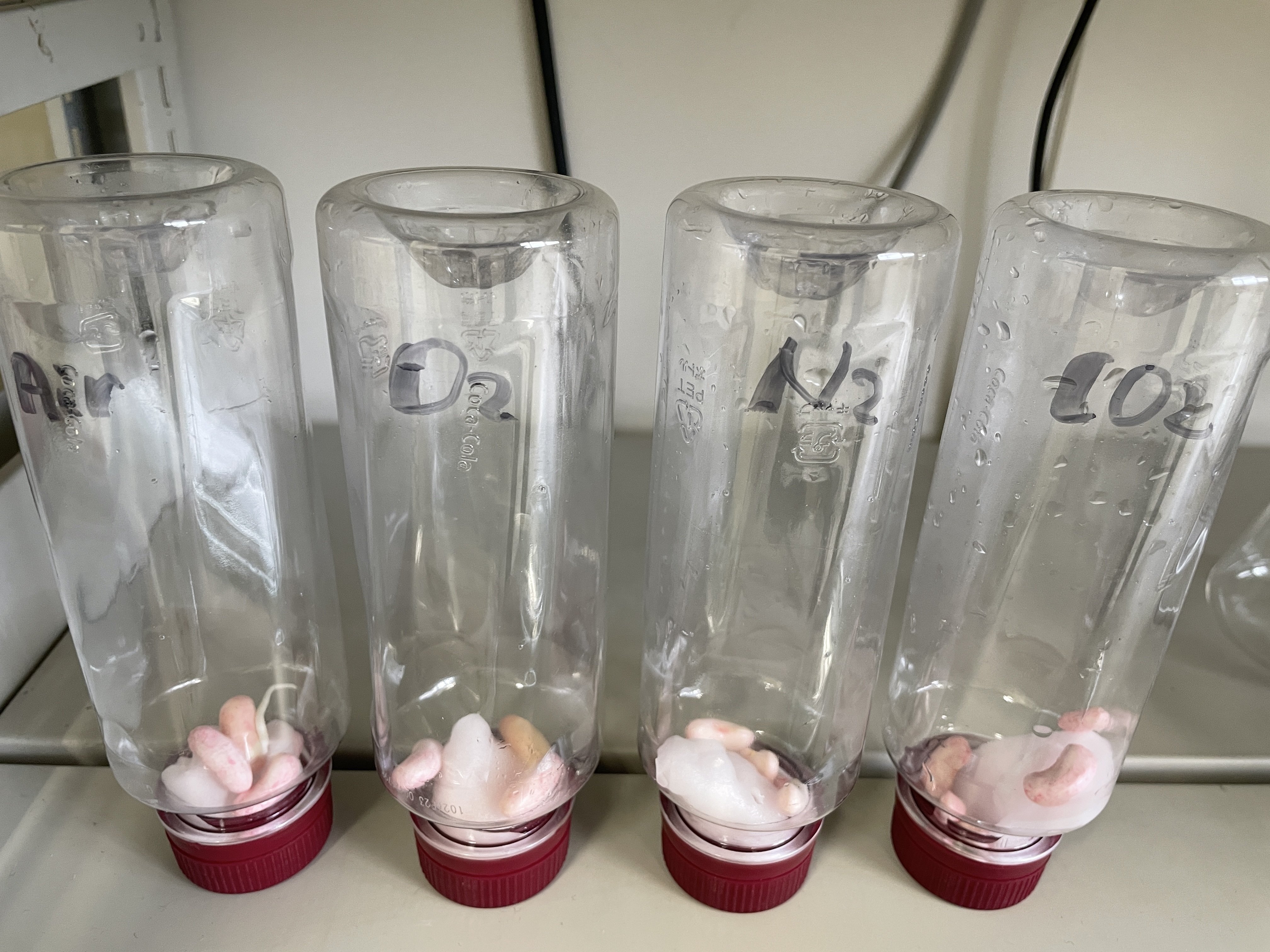 教材研究〜種子の発芽〜｜後藤大二郎（Daijiro GOTO）