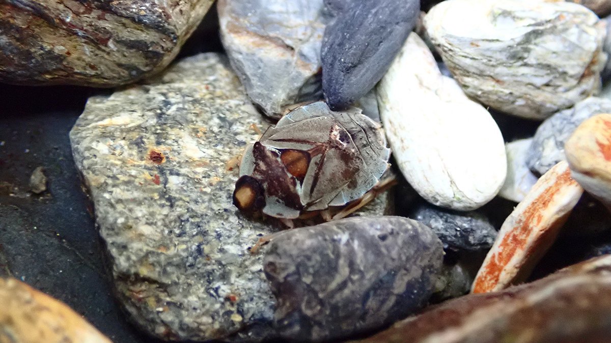 ナベブタムシの仲間｜Hinata