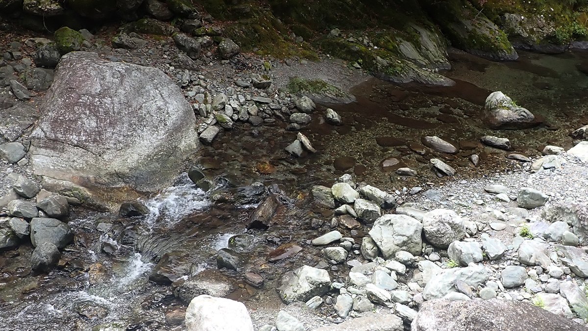 ナベブタムシの仲間｜Hinata