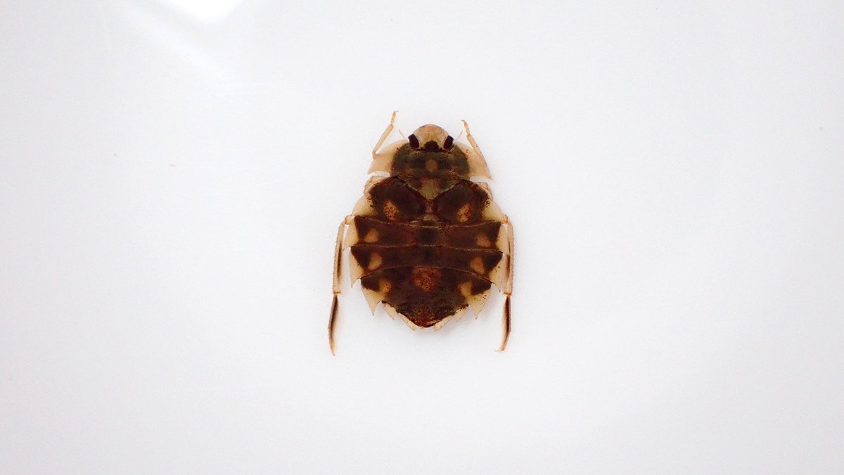 ナベブタムシの仲間｜Hinata