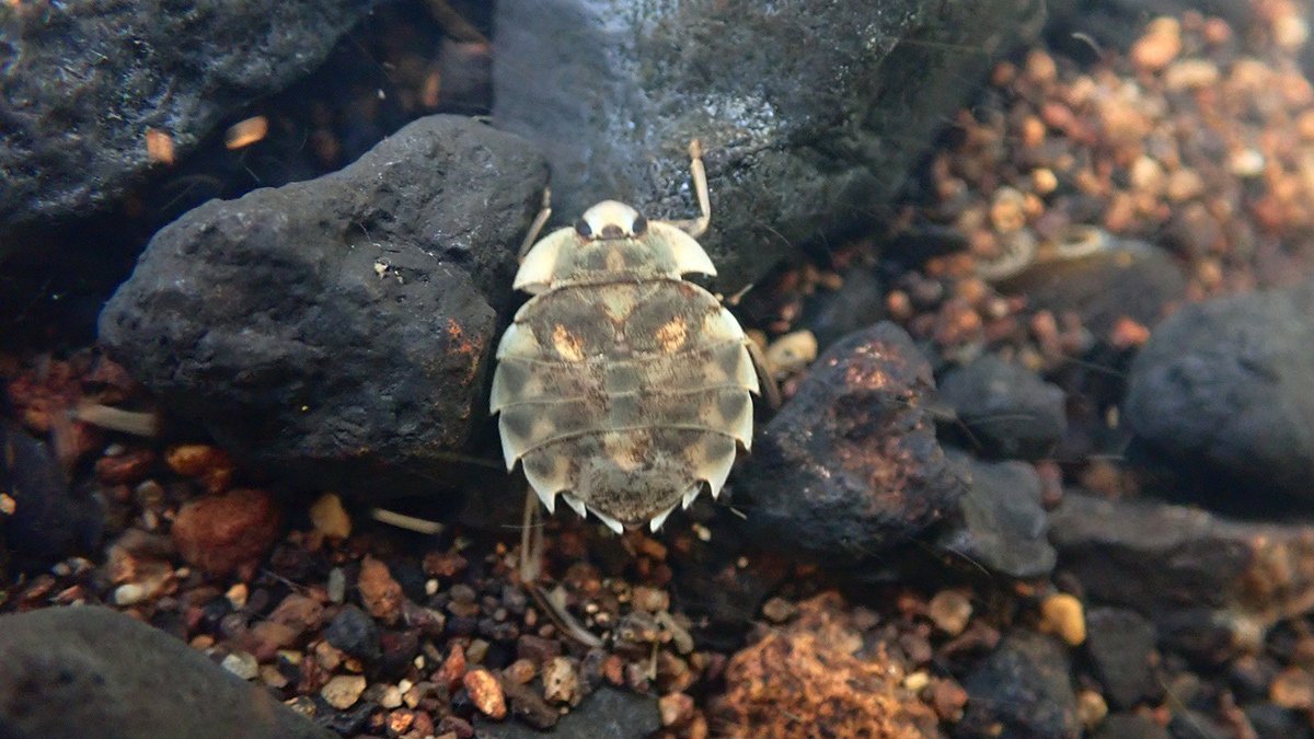 ナベブタムシの仲間｜Hinata