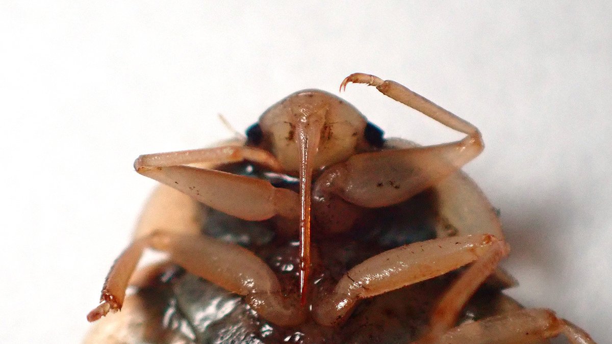 ナベブタムシの仲間|Hinata ナベブタムシの仲間|Hinata