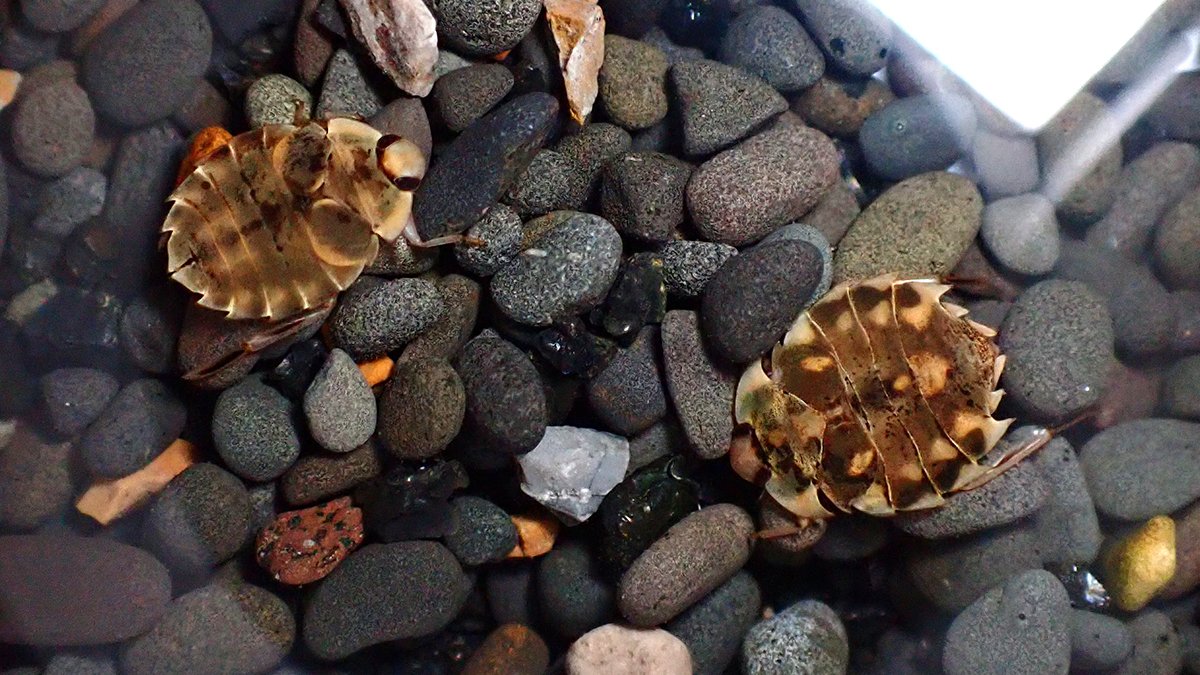 ナベブタムシの仲間｜Hinata