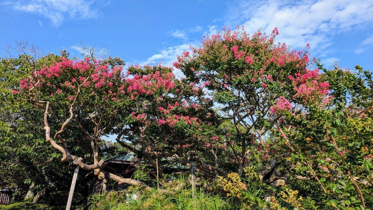 鎌倉「極楽寺の百日紅 2025」【四季折々の花、草木】〈名所編 その67