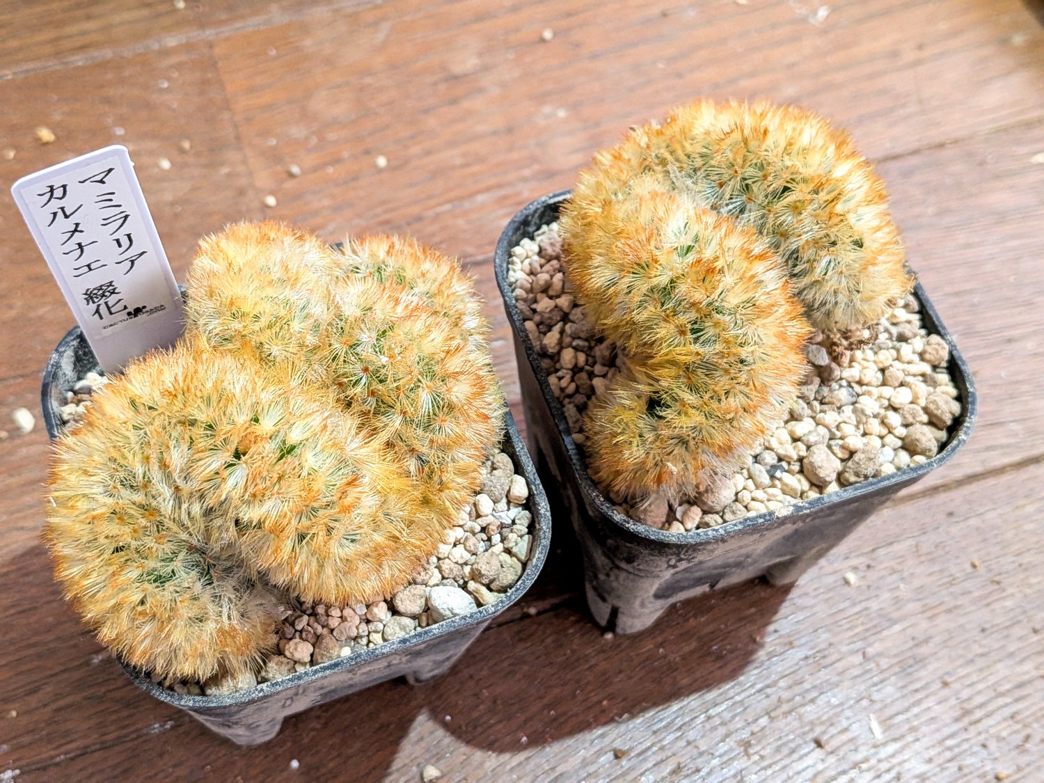 カルメナエ 大株 マミラリア サボテン：カルメナエ 2.5号鉢植え の通販 | 園芸ネット