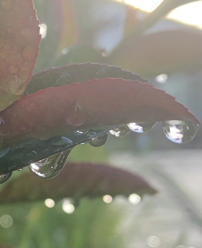 雨上がりの朝は、カメラに素敵がいっぱい｜studio summit