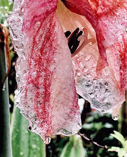 雨上がりの朝は、カメラに素敵がいっぱい｜studio summit