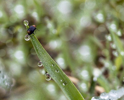 雨上がりの朝は、カメラに素敵がいっぱい｜studio summit