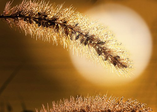 雨上がりの朝は、カメラに素敵がいっぱい｜studio summit