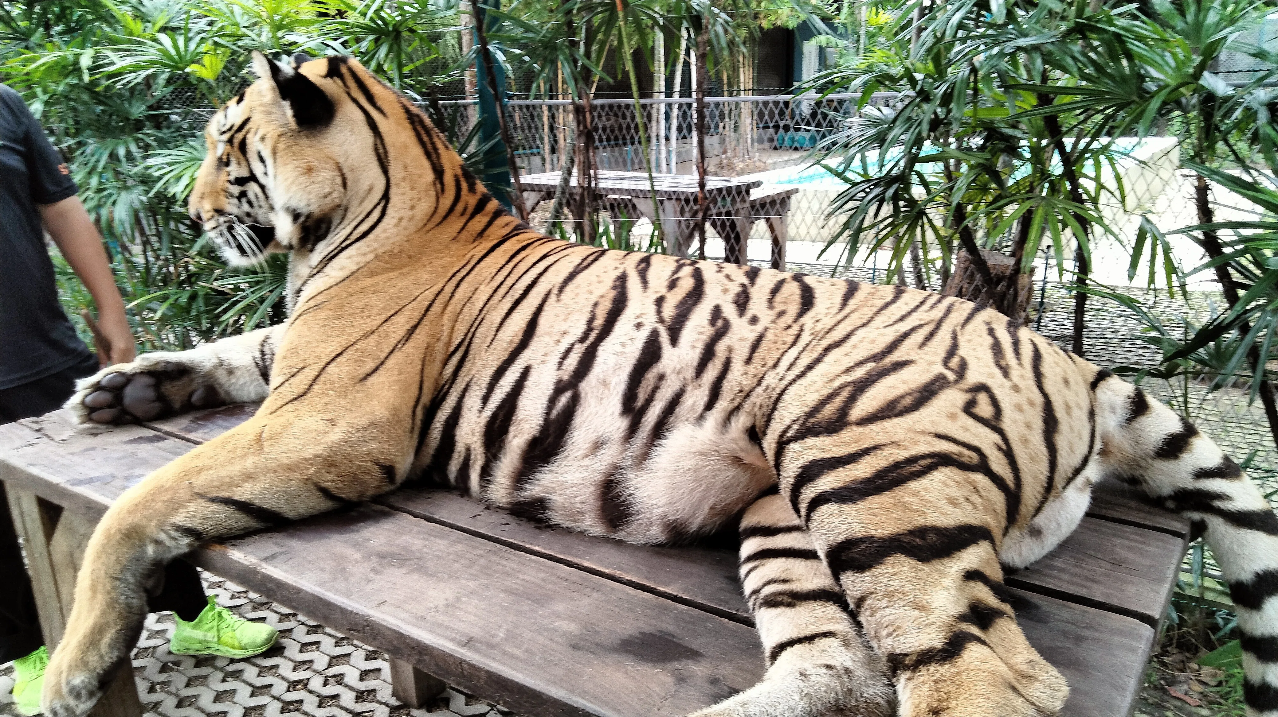 海外旅】タイ4泊5日の旅2025⑩《Day4:Tiger Parkでトラと触れ合い感動