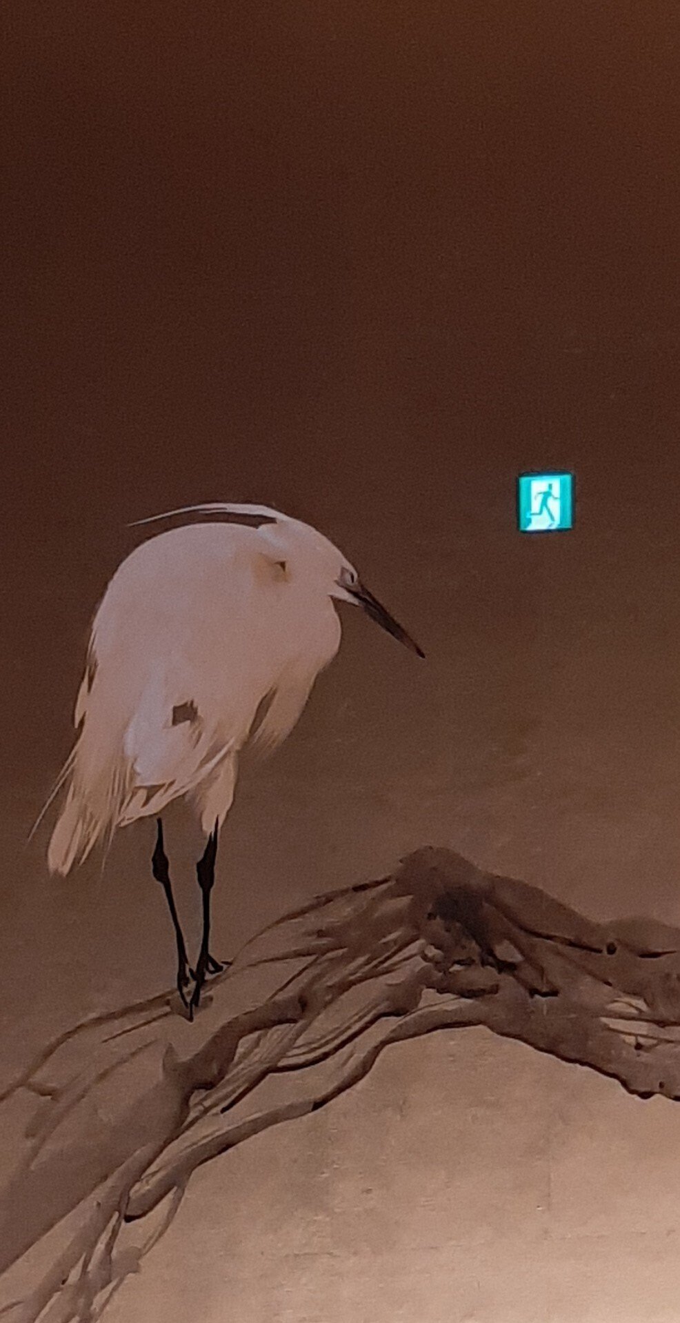 竹内栖鳳展へ 20250809｜TAT