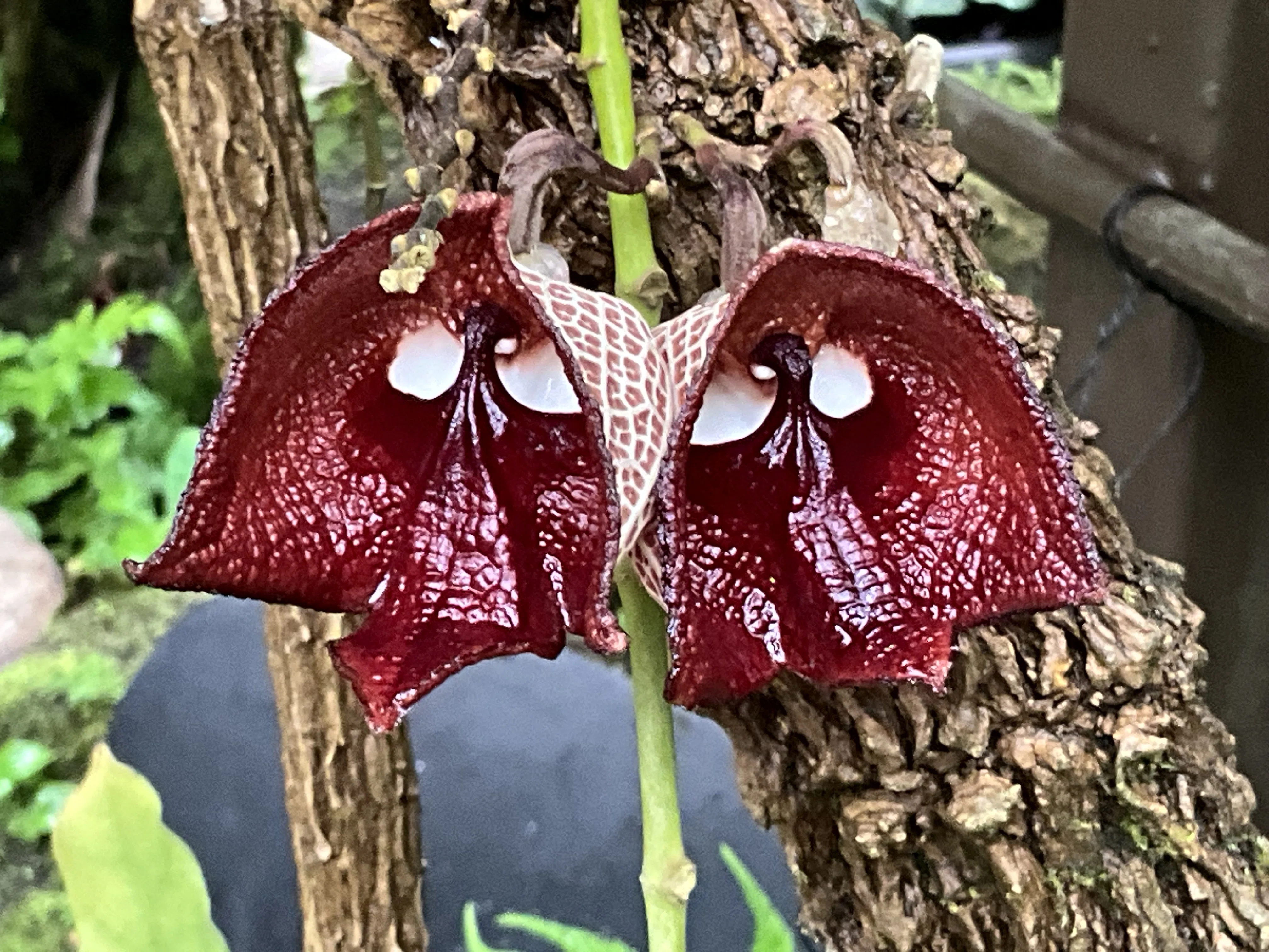 アリストロキア属の植物（京都府立植物園）その壱：2025年8月12日（火