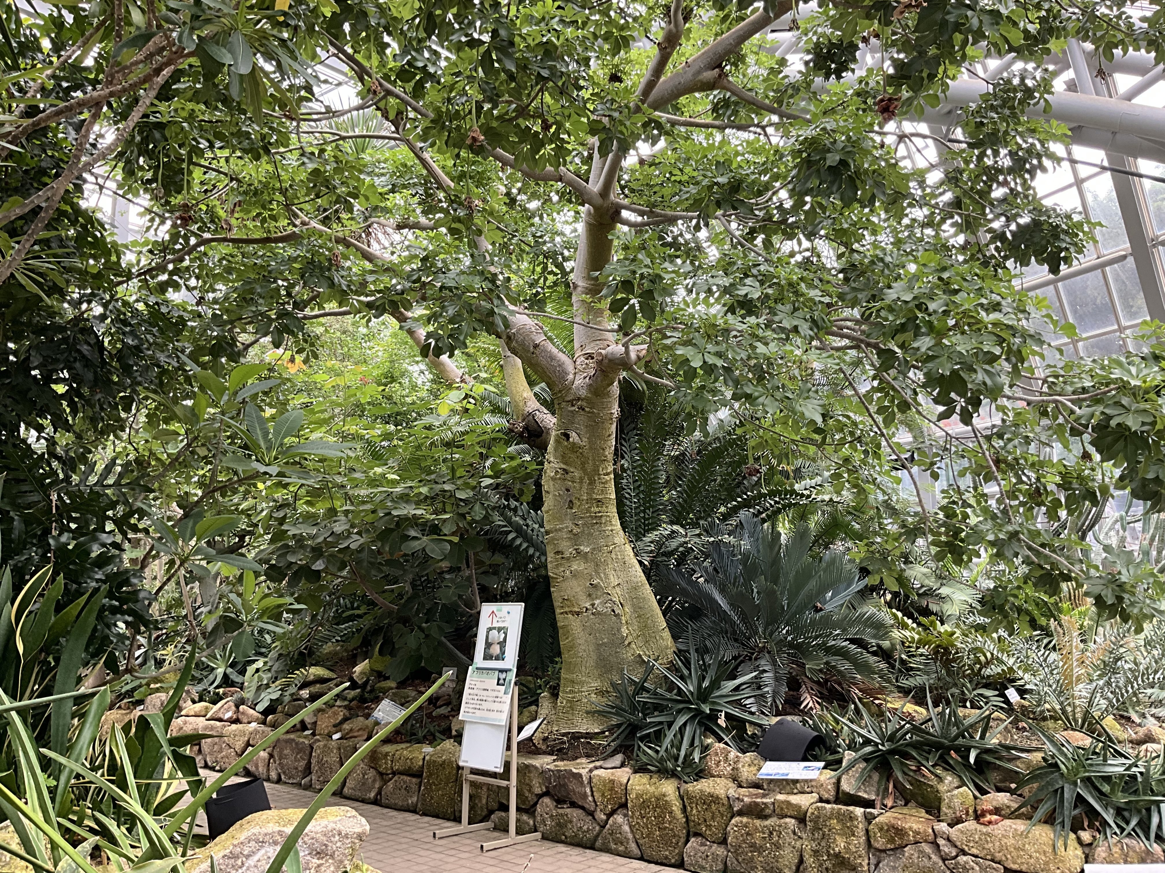 Botanical Baobab CD ボタニカル　バオバブ Botanical Baobab CD ボタニカルバオバブ