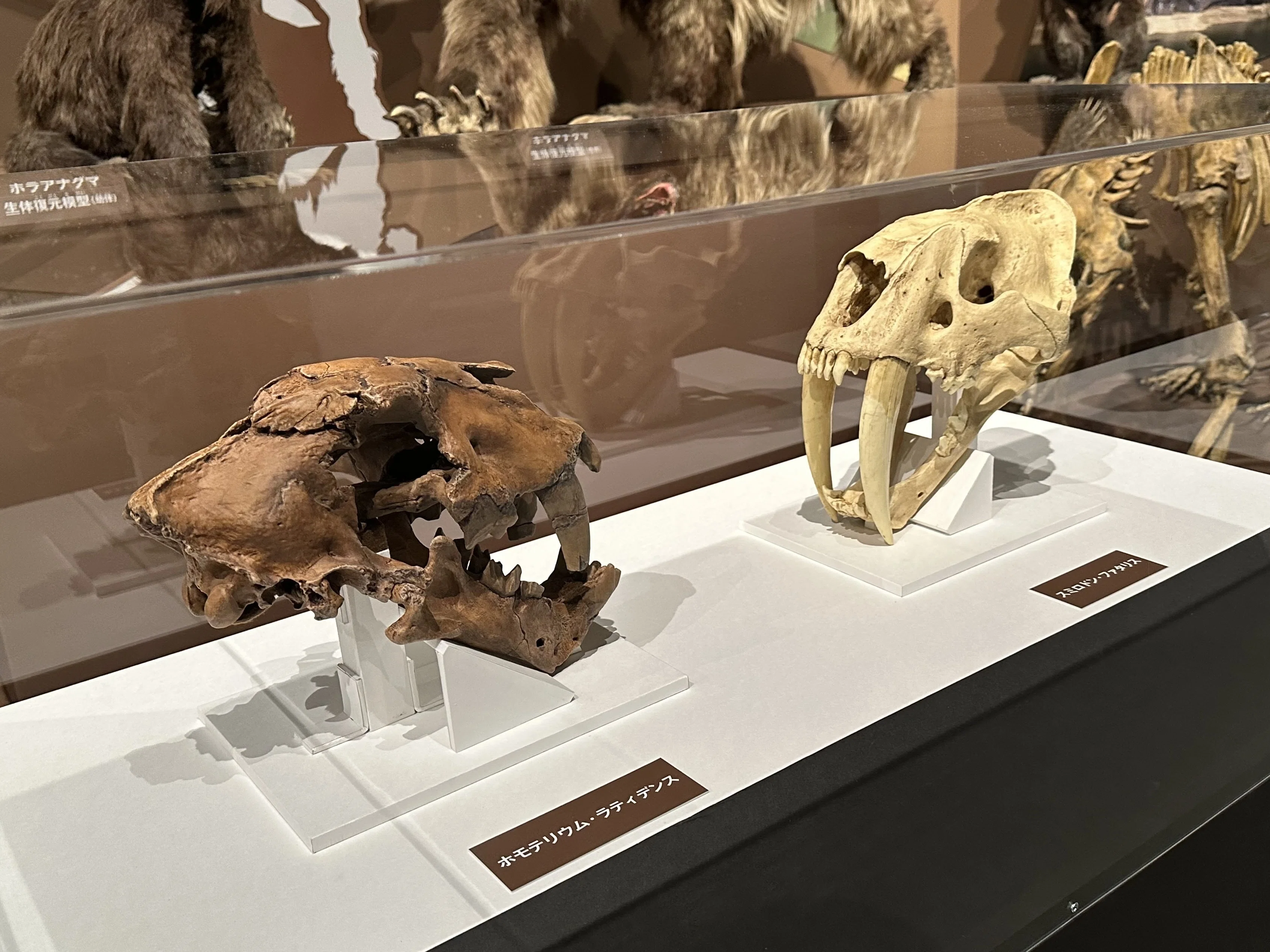 氷河期展 〜人類が見た4万年前の世界〜」（国立科学博物館）備忘録