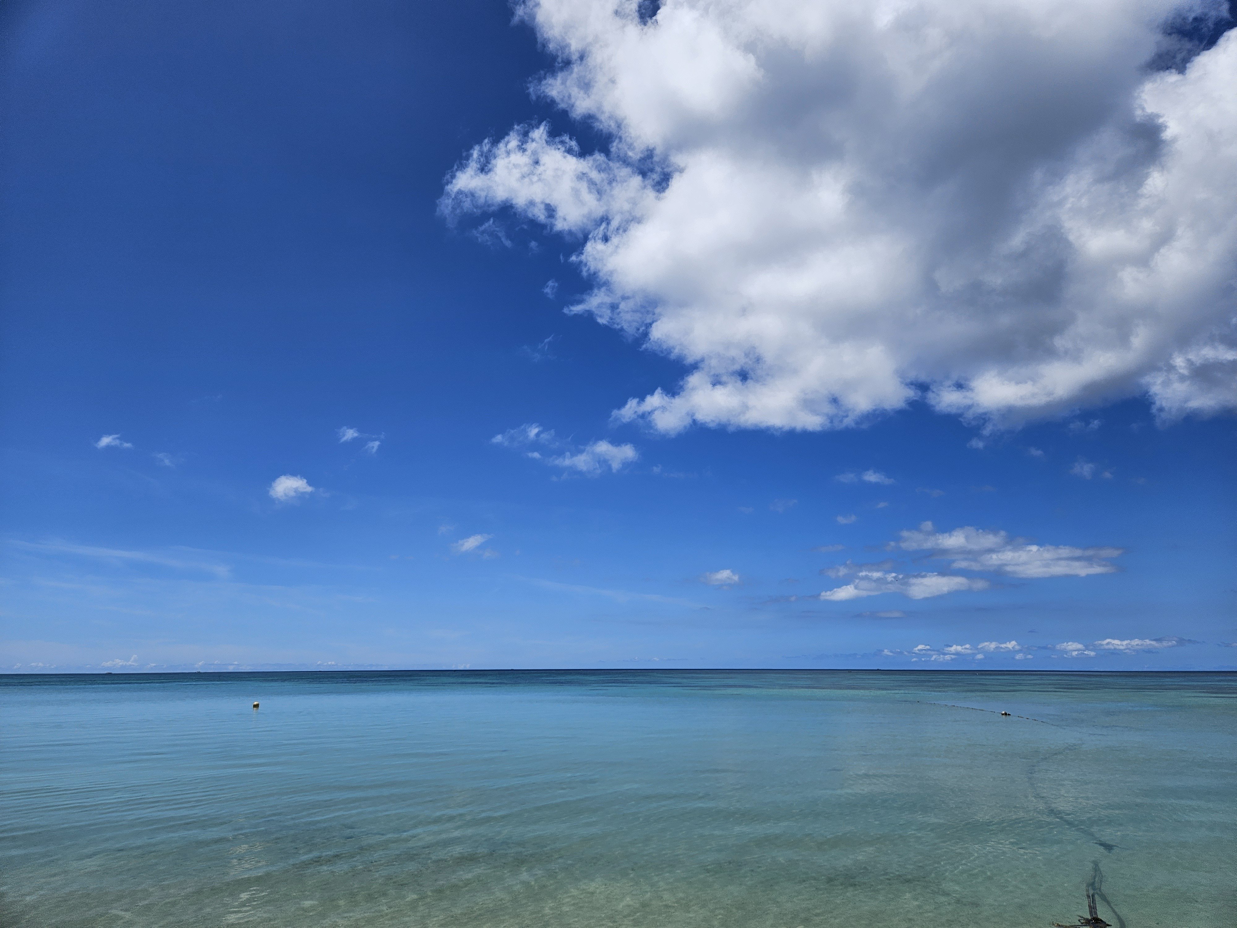 AIと自由研究｜僕の見た「緑の海」とAIの答え｜ゆとりのある男