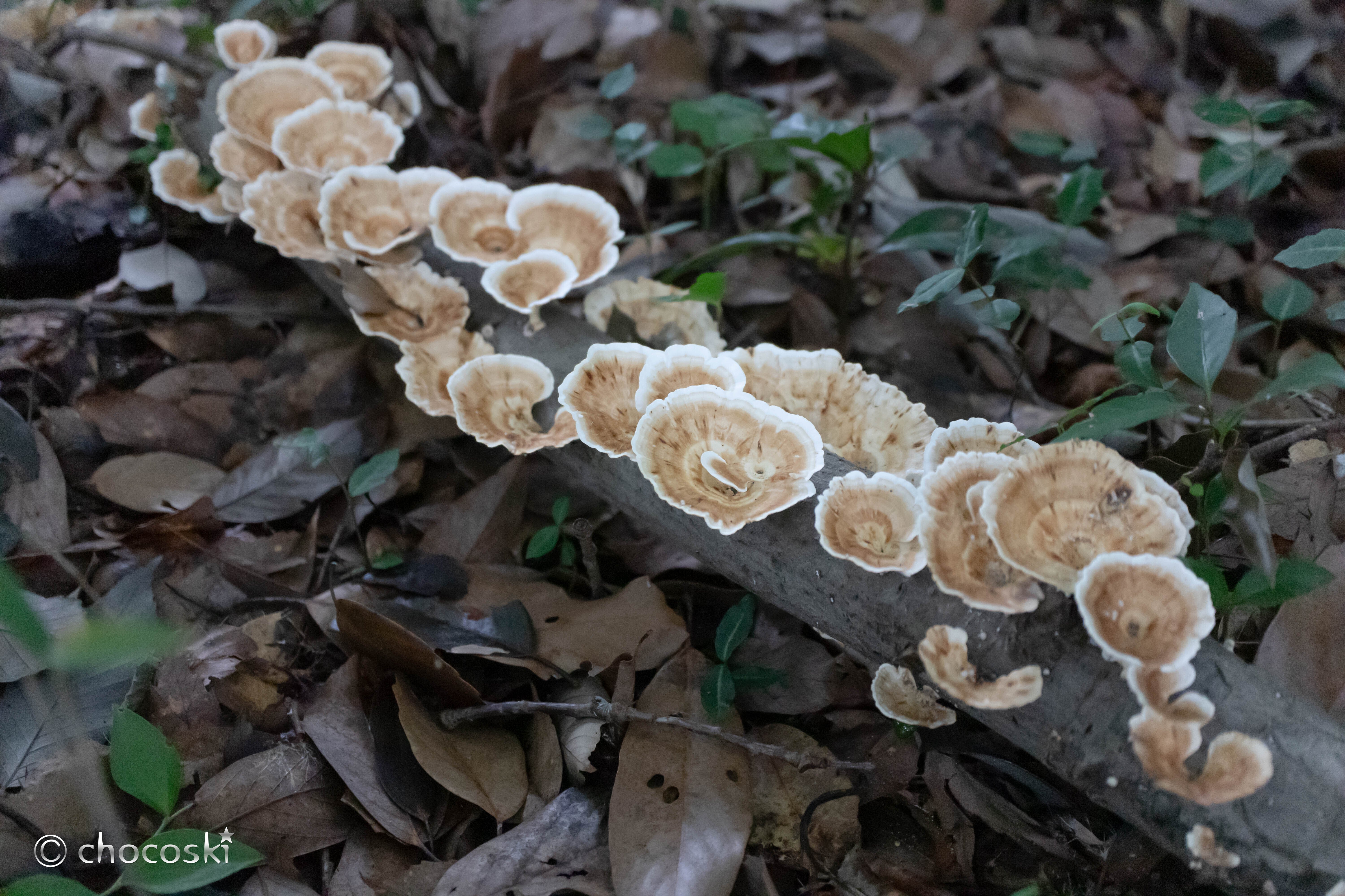 きのこ散歩＊2025/8 帳尻あわせの大雨の後｜ちょこすき～☆きのこ