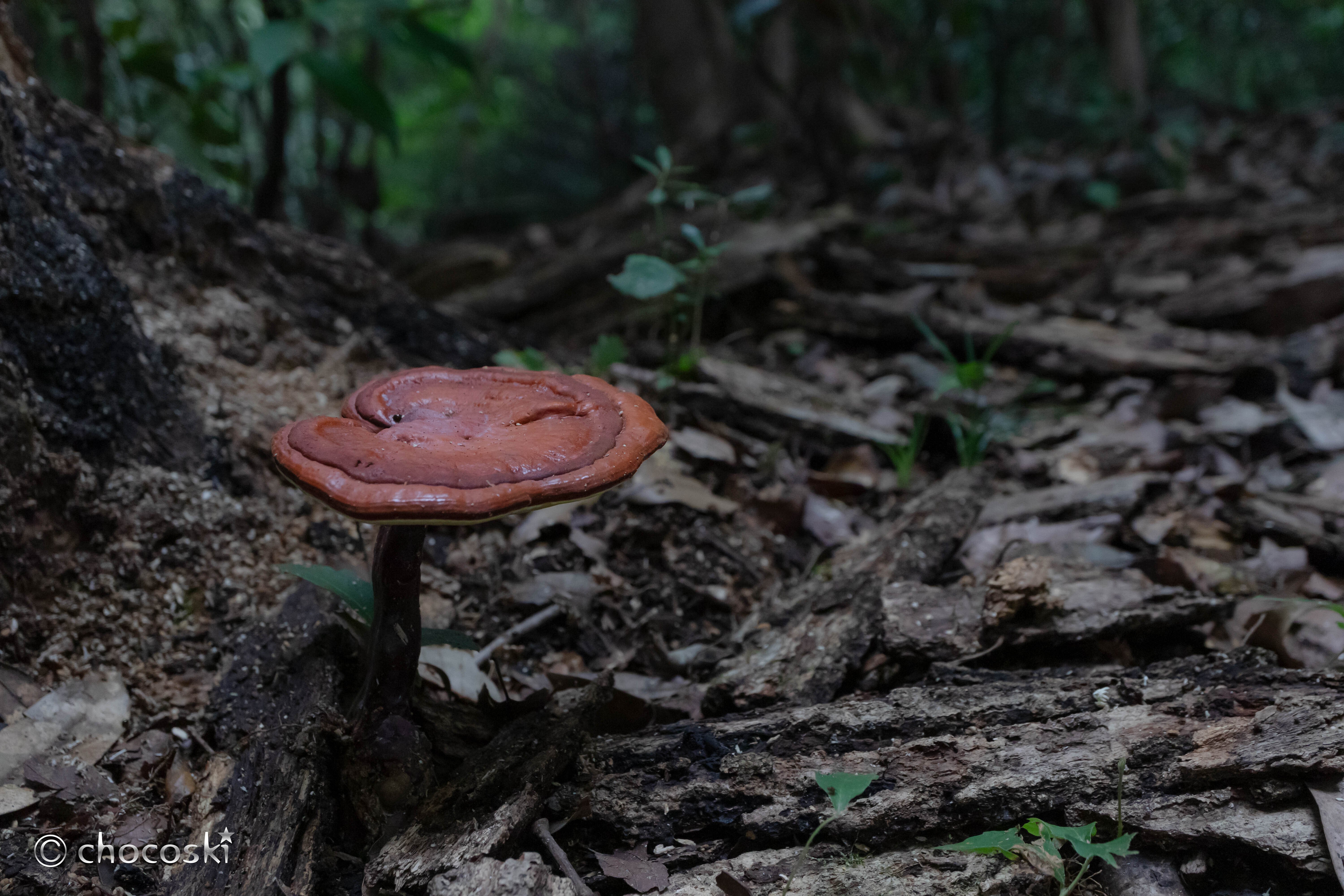 きのこ散歩＊2025/8 帳尻あわせの大雨の後｜ちょこすき～☆きのこ