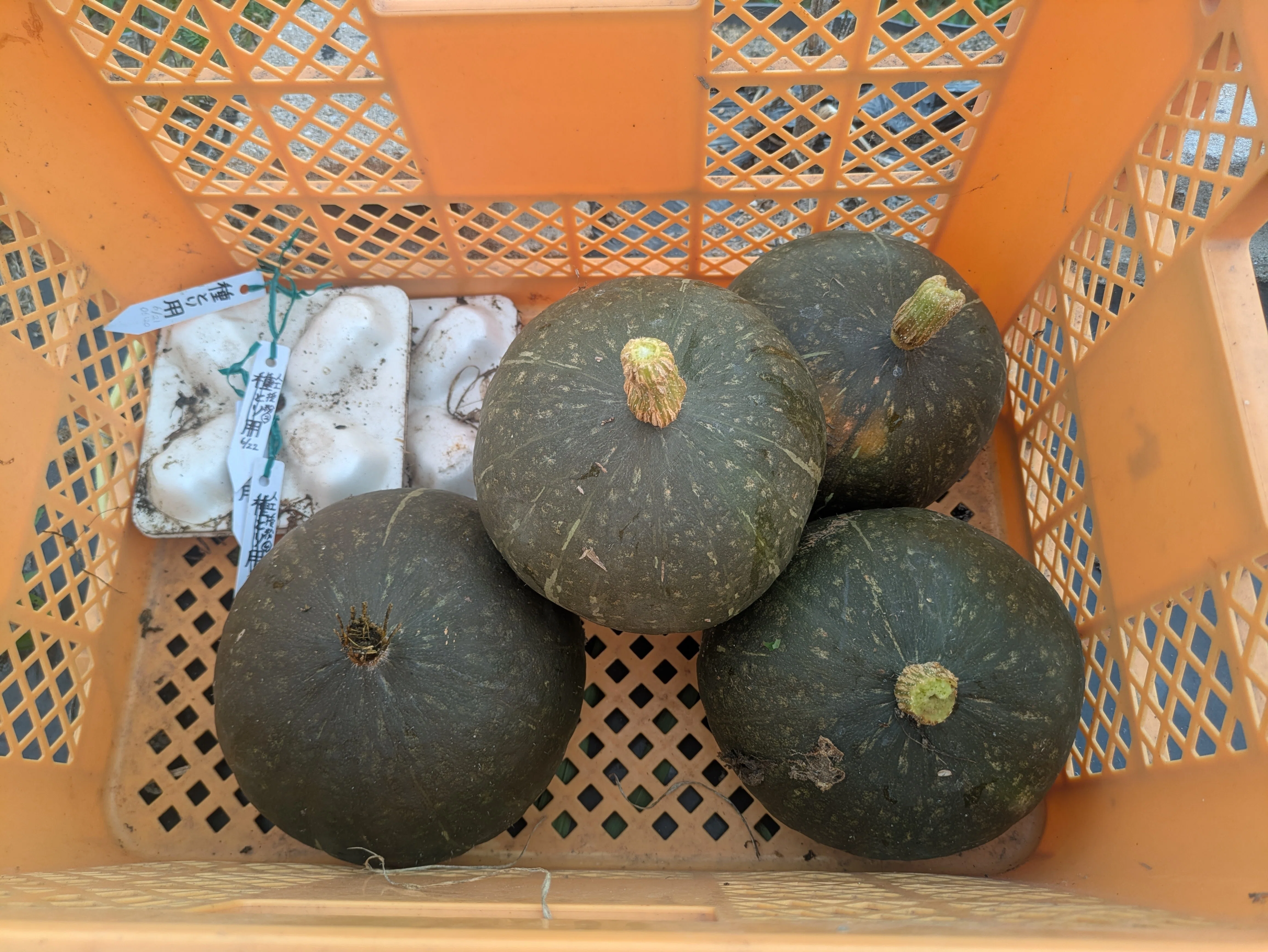 香川県さぬき市でのカボチャ栽培｜のんびり農園