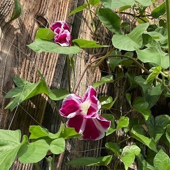 新顔朝顔｜こぢんまり