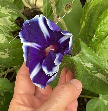 新顔朝顔｜こぢんまり