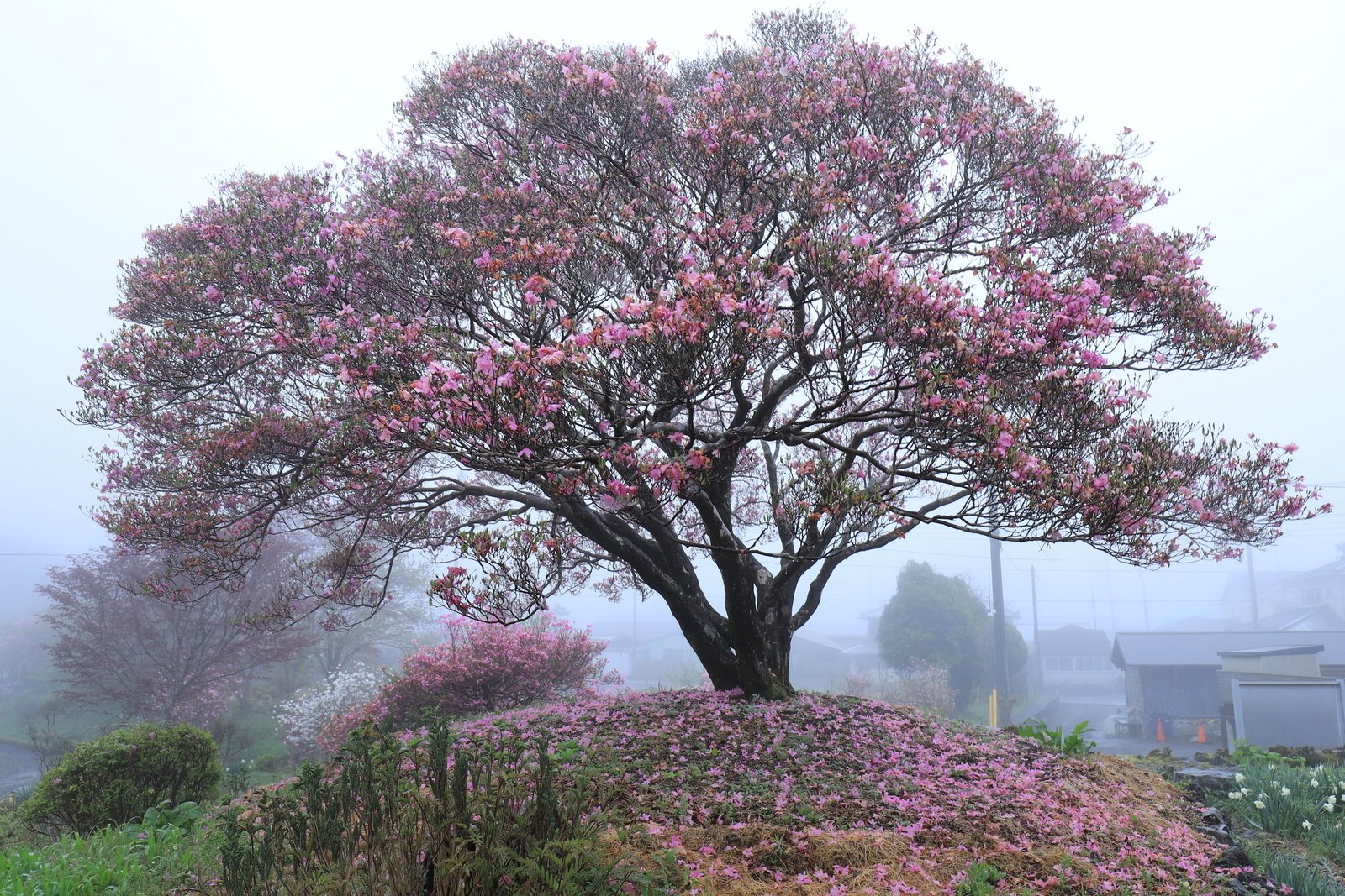 唯一。。特大の天然ミツバツツジ。 133.台風で折れた樹齢600年の猪之頭のミツバツツジ｜sasayan