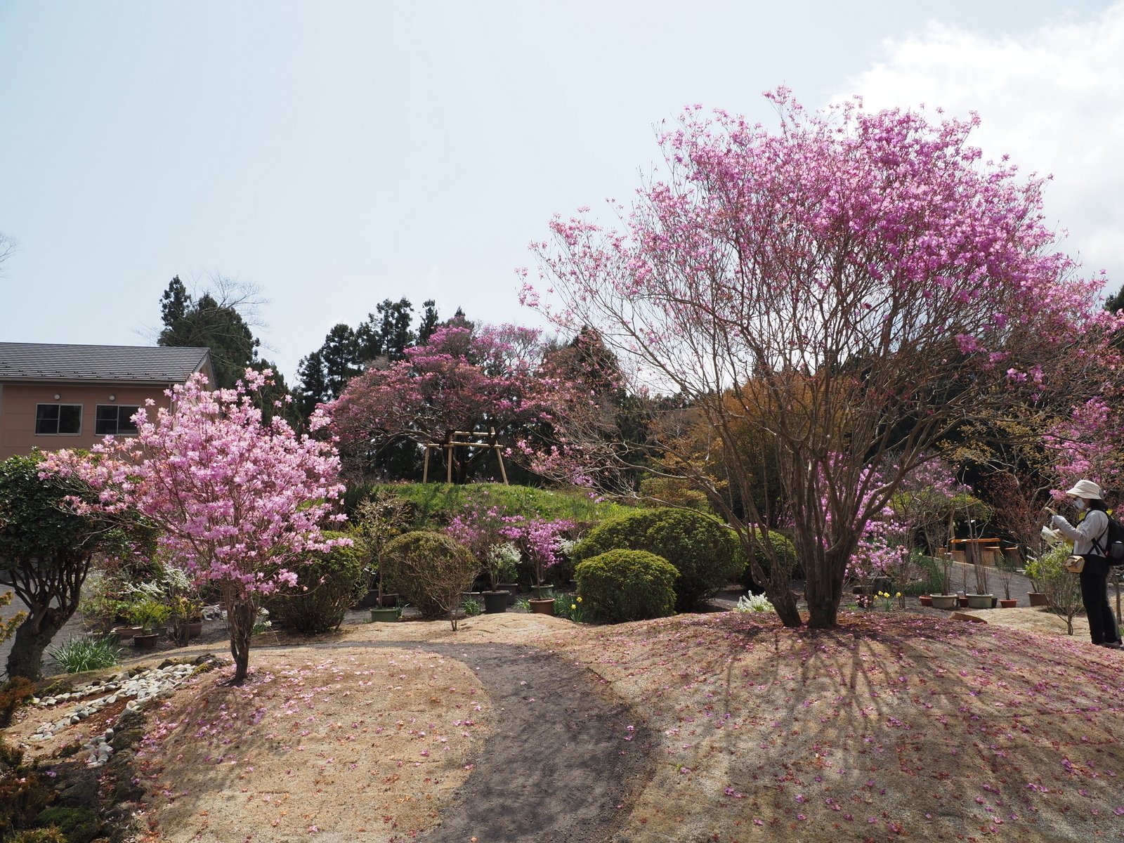 133.台風で折れた樹齢600年の猪之頭のミツバツツジ｜sasayan