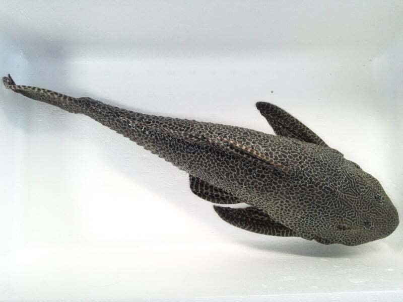 プレコの剥製を作ってみた｜魚道部！/ 剥製師 力石眞弘 (ﾁｶﾗｲｼ ﾏｻﾋﾛ)