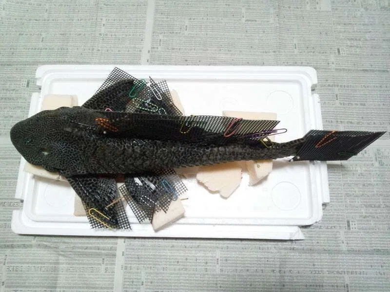 プレコの剥製を作ってみた｜魚道部！/ 剥製師 力石眞弘 (ﾁｶﾗｲｼ ﾏｻﾋﾛ)