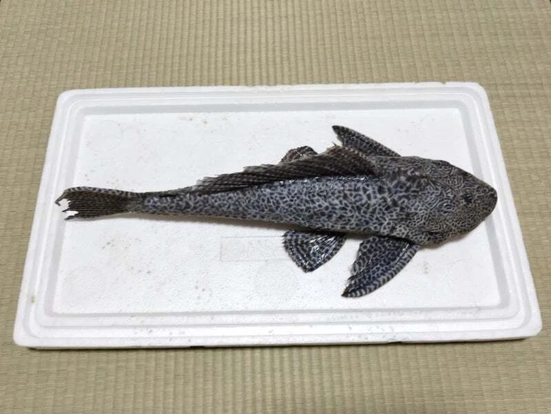プレコの剥製を作ってみた｜魚道部！/ 剥製師 力石眞弘 (ﾁｶﾗｲｼ ﾏｻﾋﾛ)