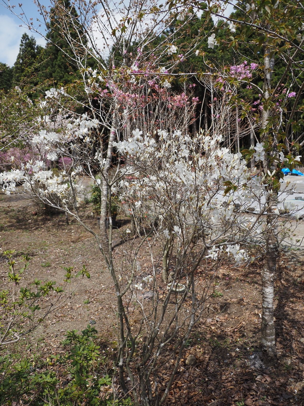 133.台風で折れた樹齢600年の猪之頭のミツバツツジ｜sasayan