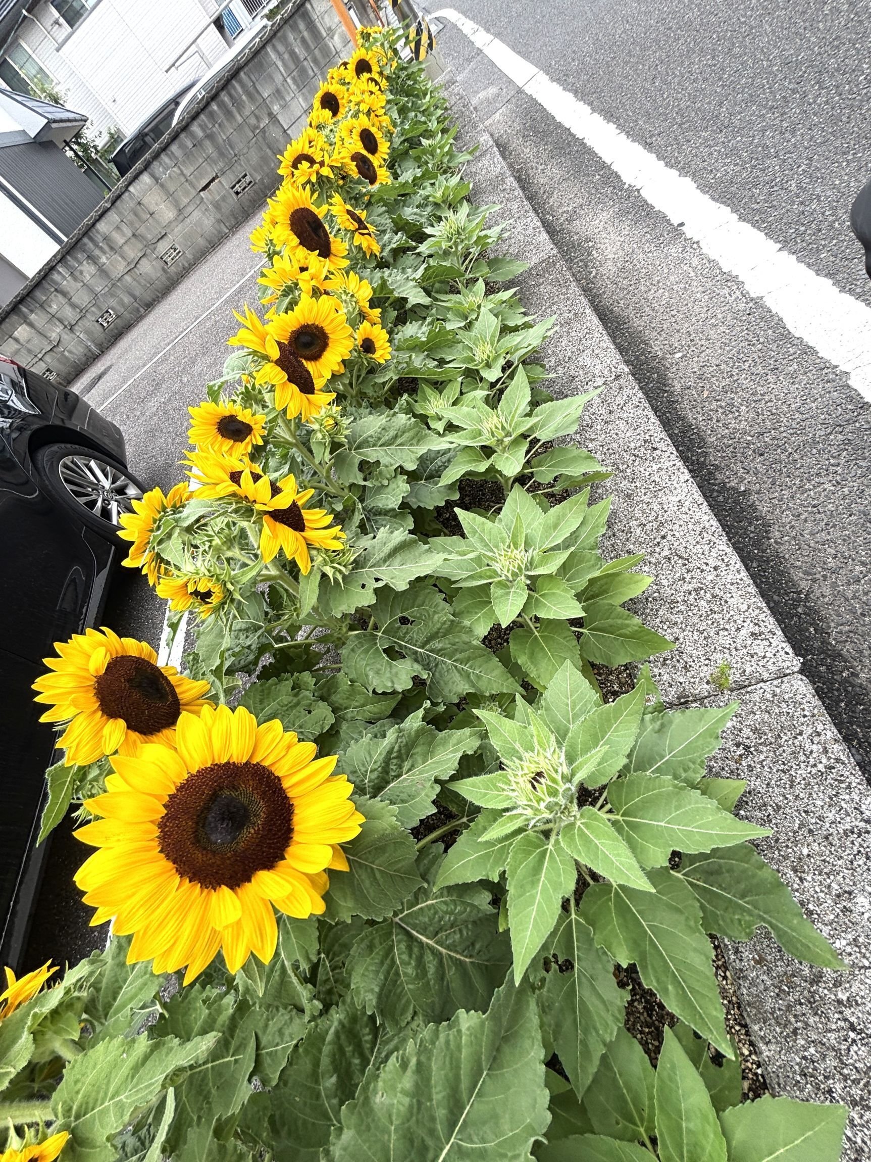 松前町のせいで）ヒマワリが目について目について💦｜＃ヒキダシ