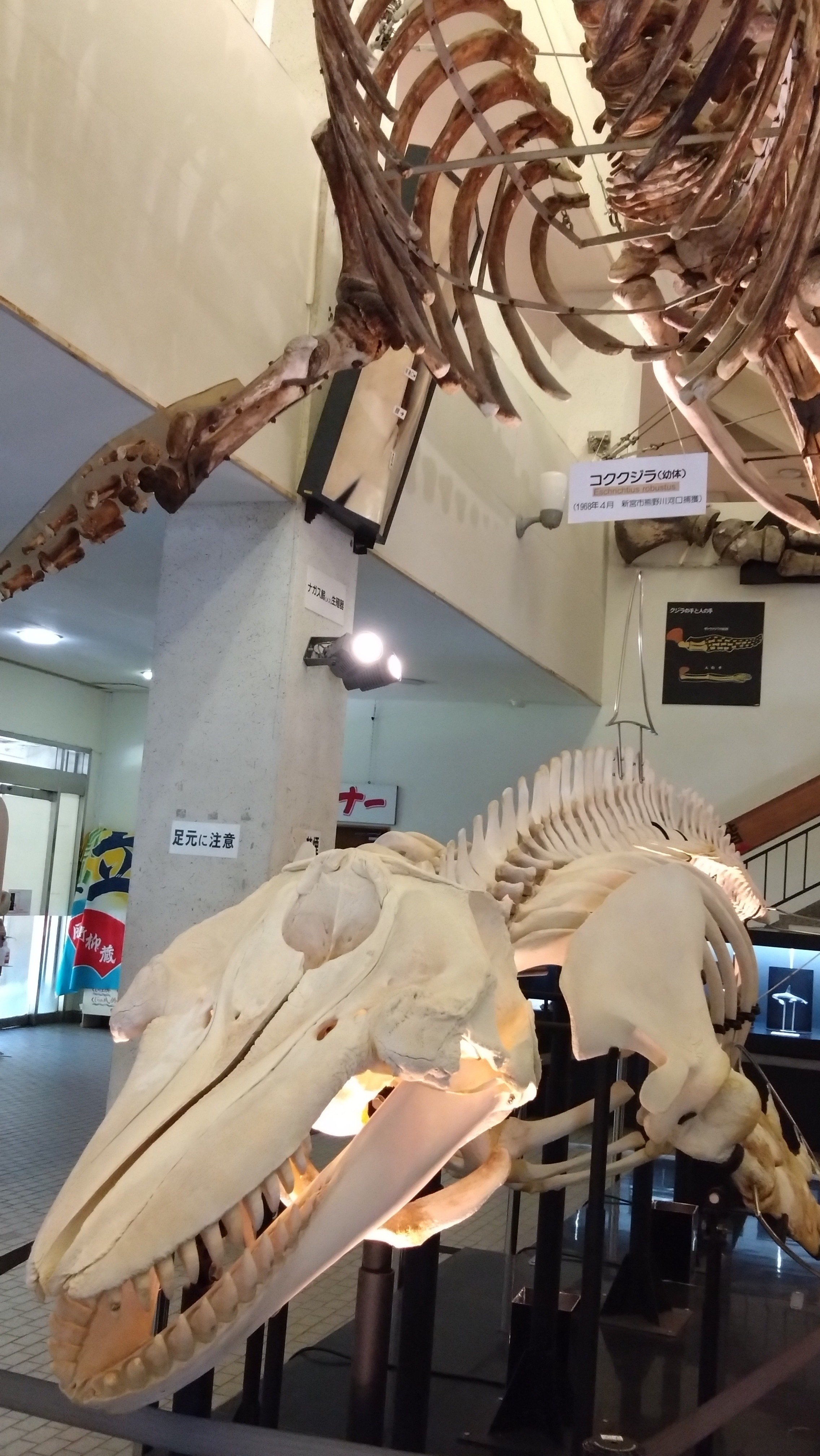 大人の自然教室・和歌山④】太地町立くじらの博物館〜後編〜｜Lia