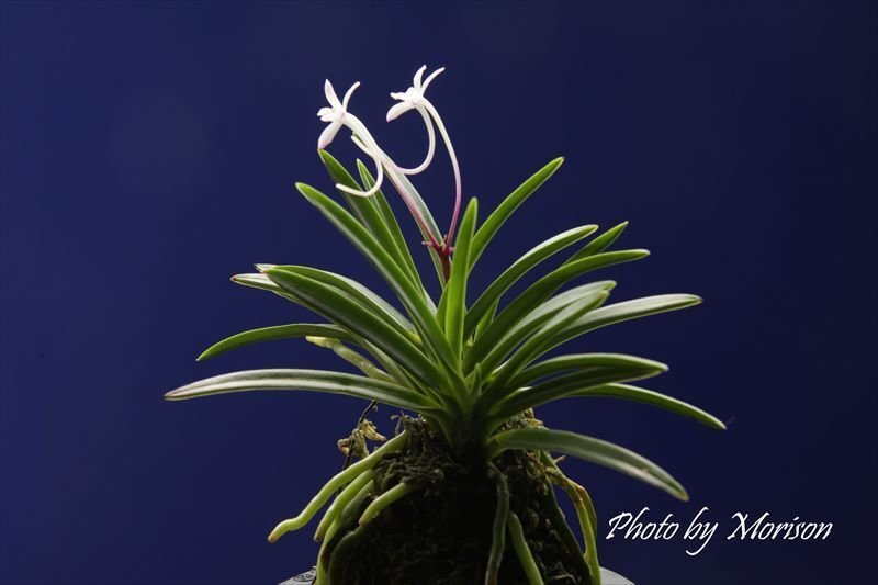富貴蘭「綾錦」の花｜KJ Morison
