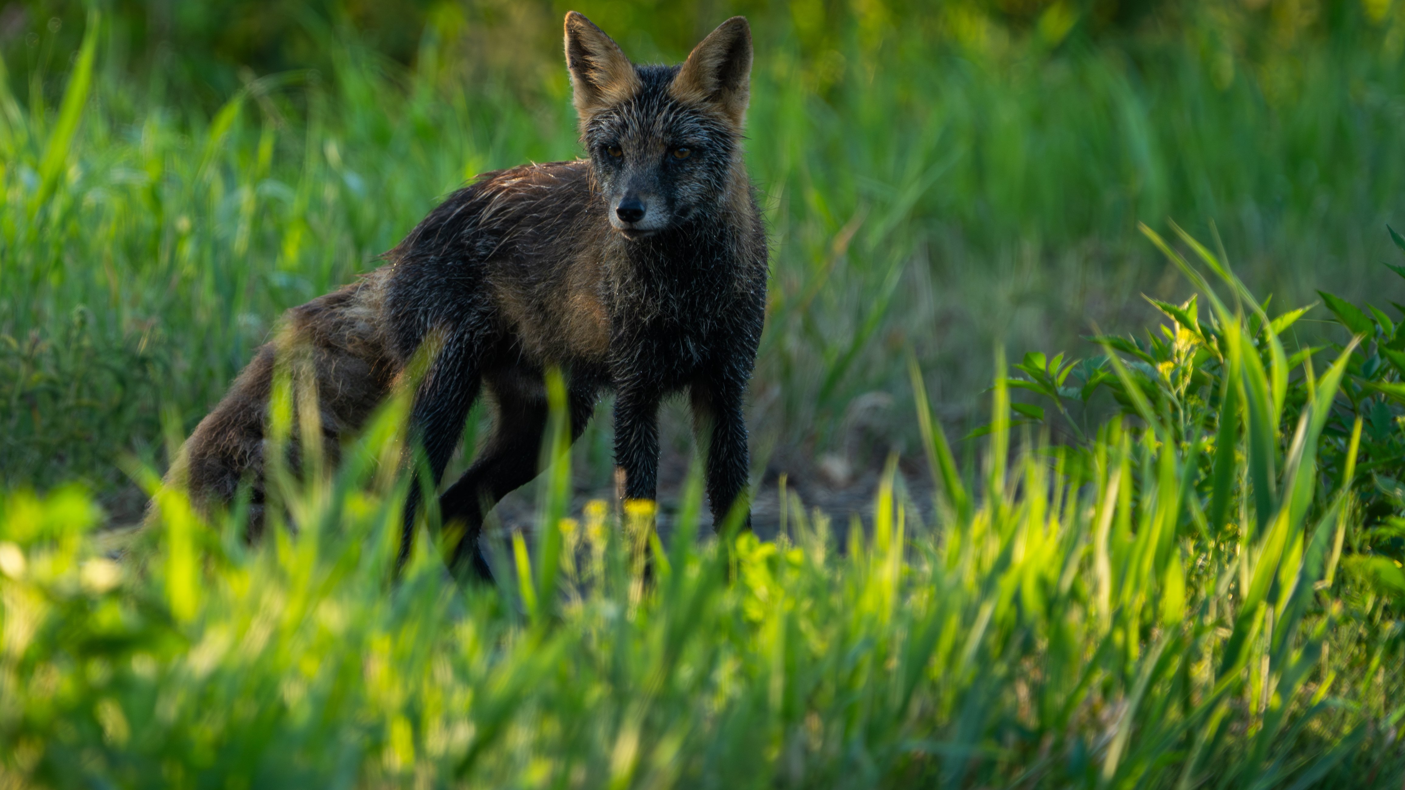 黒い毛並みに十字模様、神と呼ばれたキツネ｜別海町地域おこし協力隊