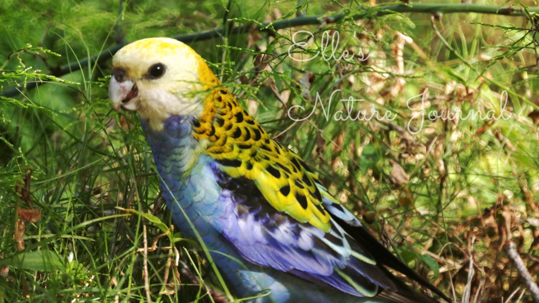 バードウォッチング】6月のBoondall Wetlandsで出会った珍しい鳥たち