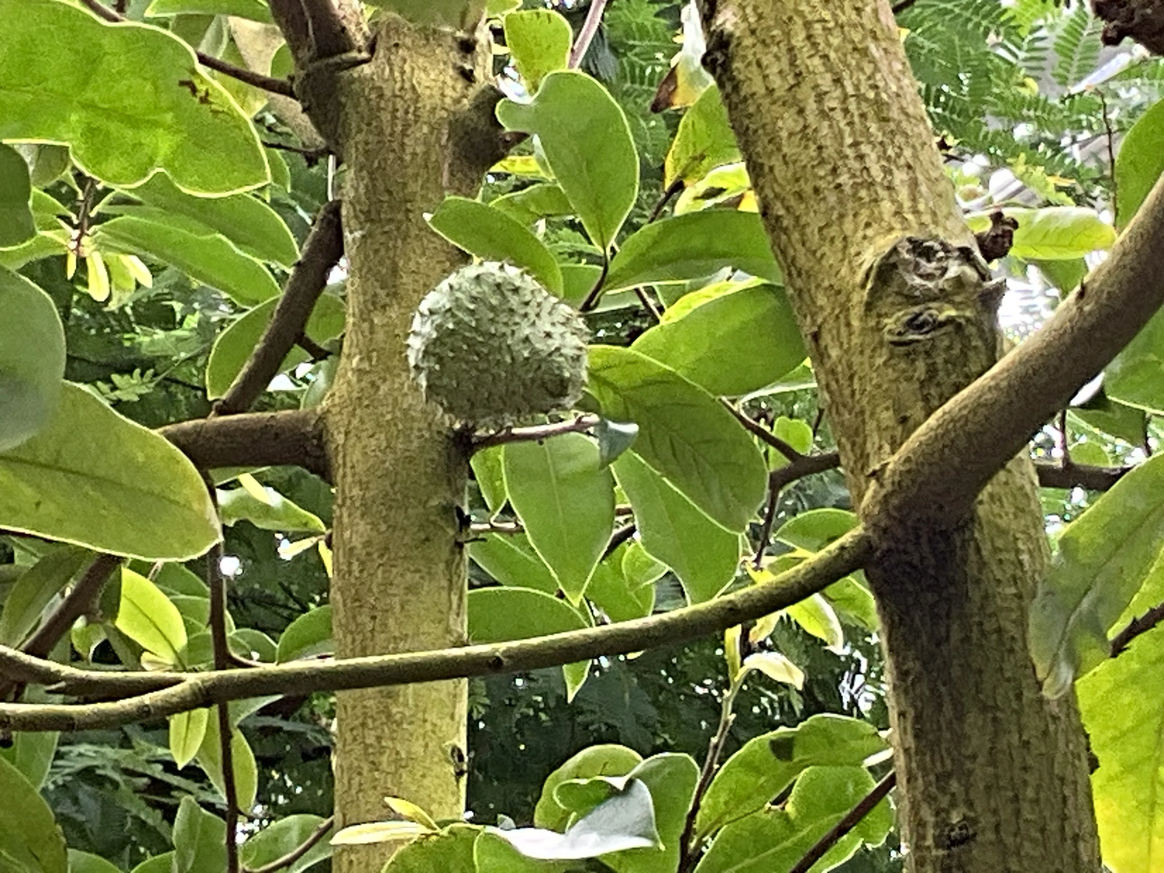 トゲバンレイシ（京都府立植物園）：2025年10月26日（日）｜藤井秀昭