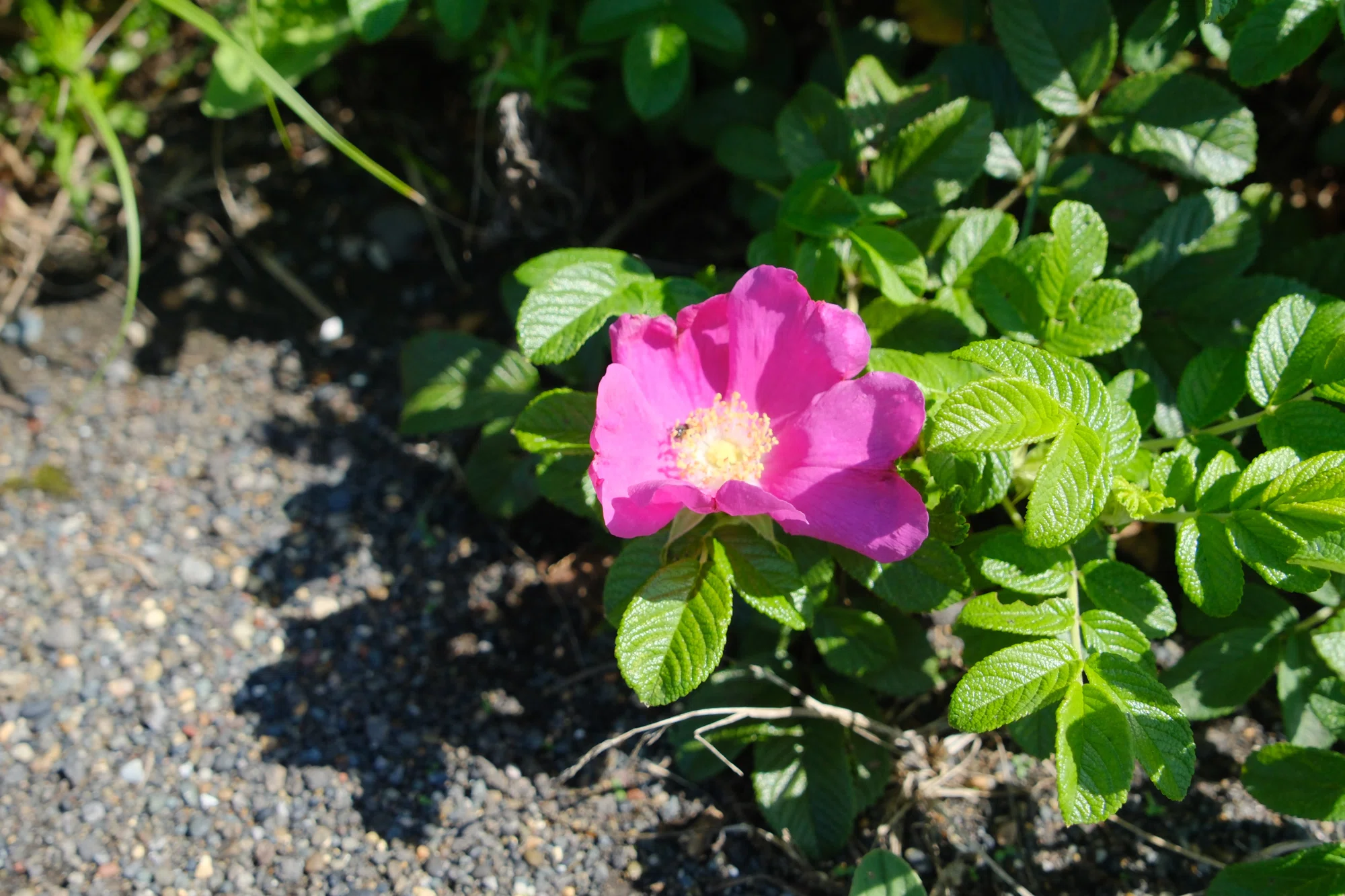 北海道遺産・ワッカ原生花園｜砂州に広がる花と野鳥【2025年8月／第36