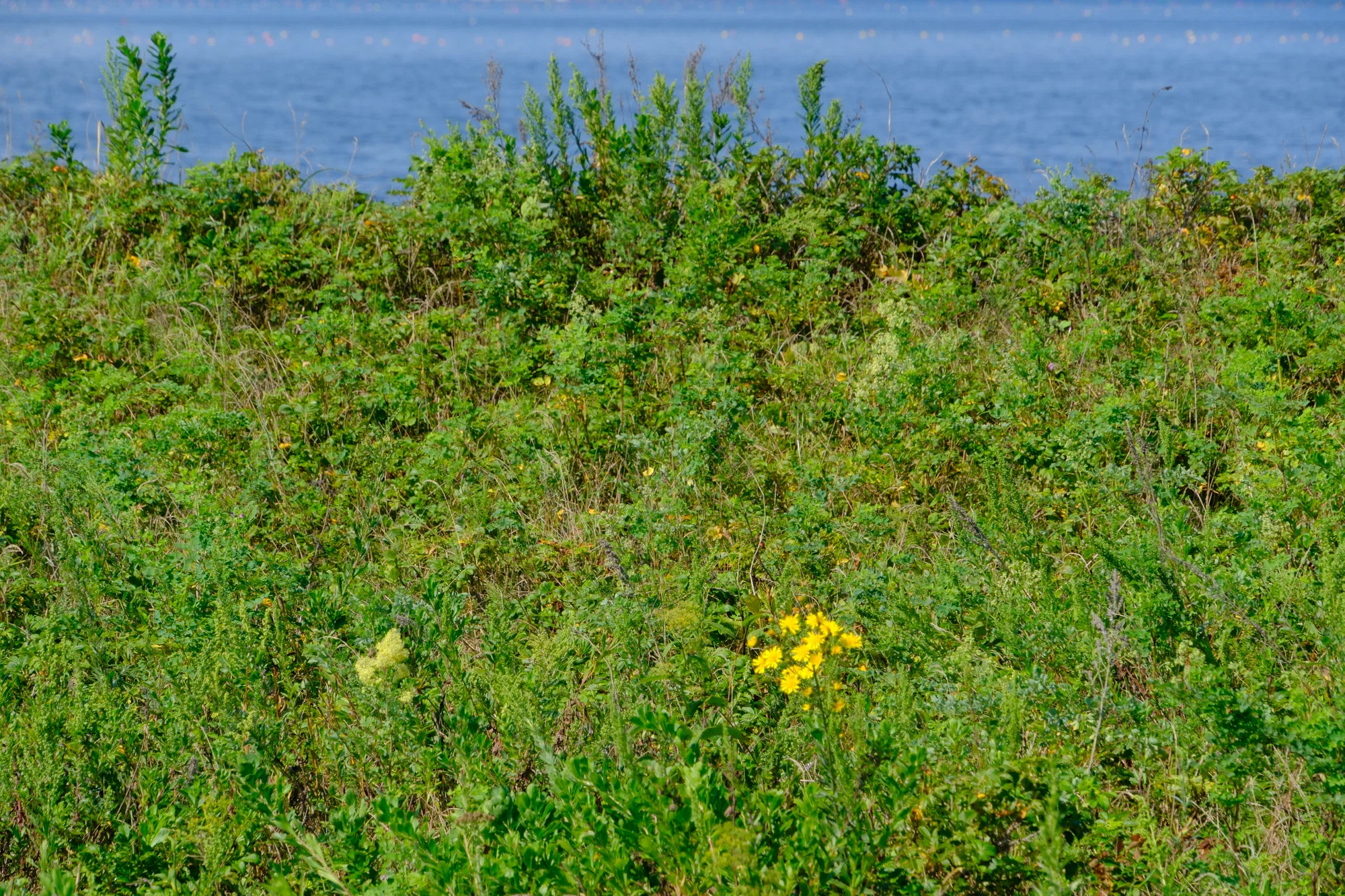 北海道遺産・ワッカ原生花園｜砂州に広がる花と野鳥【2025年8月／第36