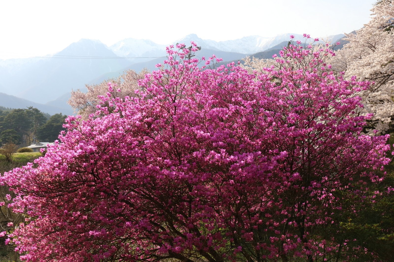 134.ホンミツバツツジの巨株｜sasayan