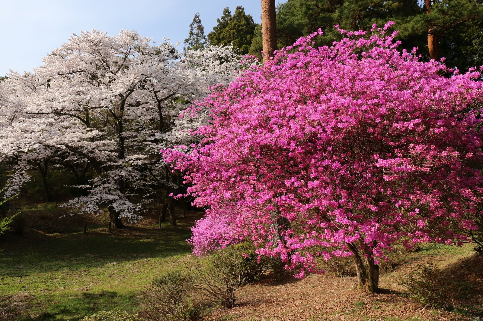 134.ホンミツバツツジの巨株｜sasayan