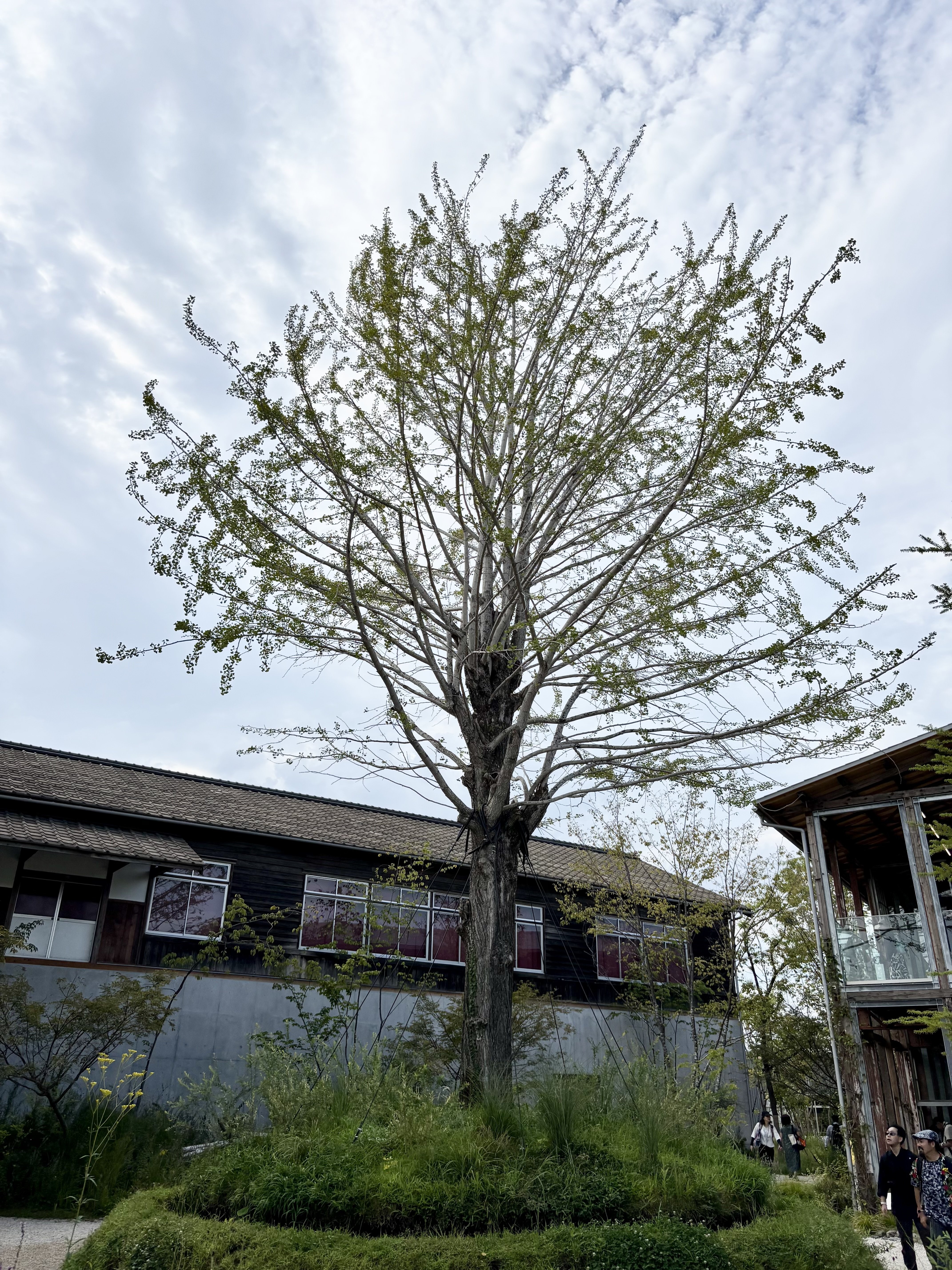 廃校から大阪・関西万博へ。イチョウの木の移植物語｜noteふくちやま