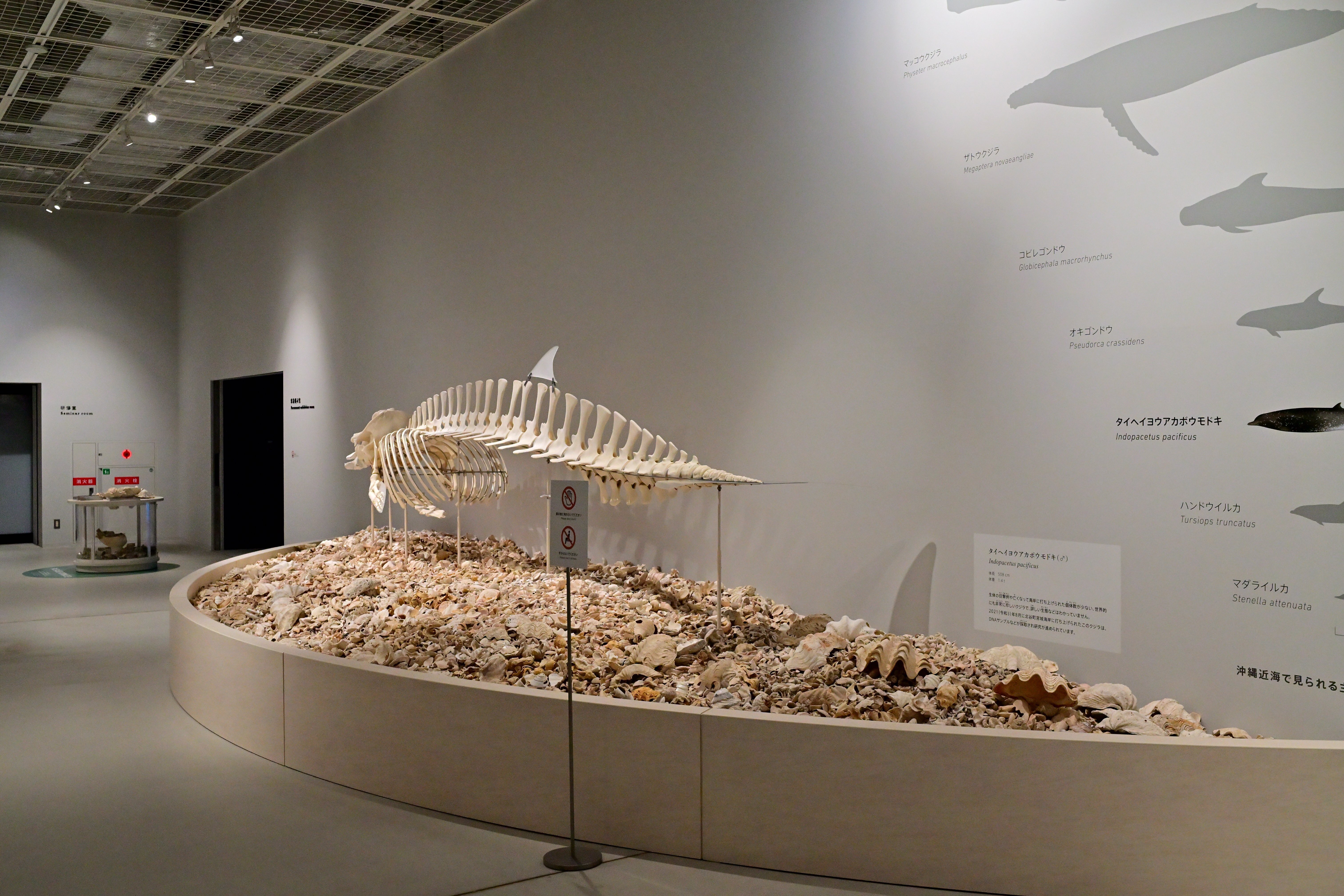 沖縄】クジラの骨格標本が迎えてくれる北谷町博物館｜Heira.K