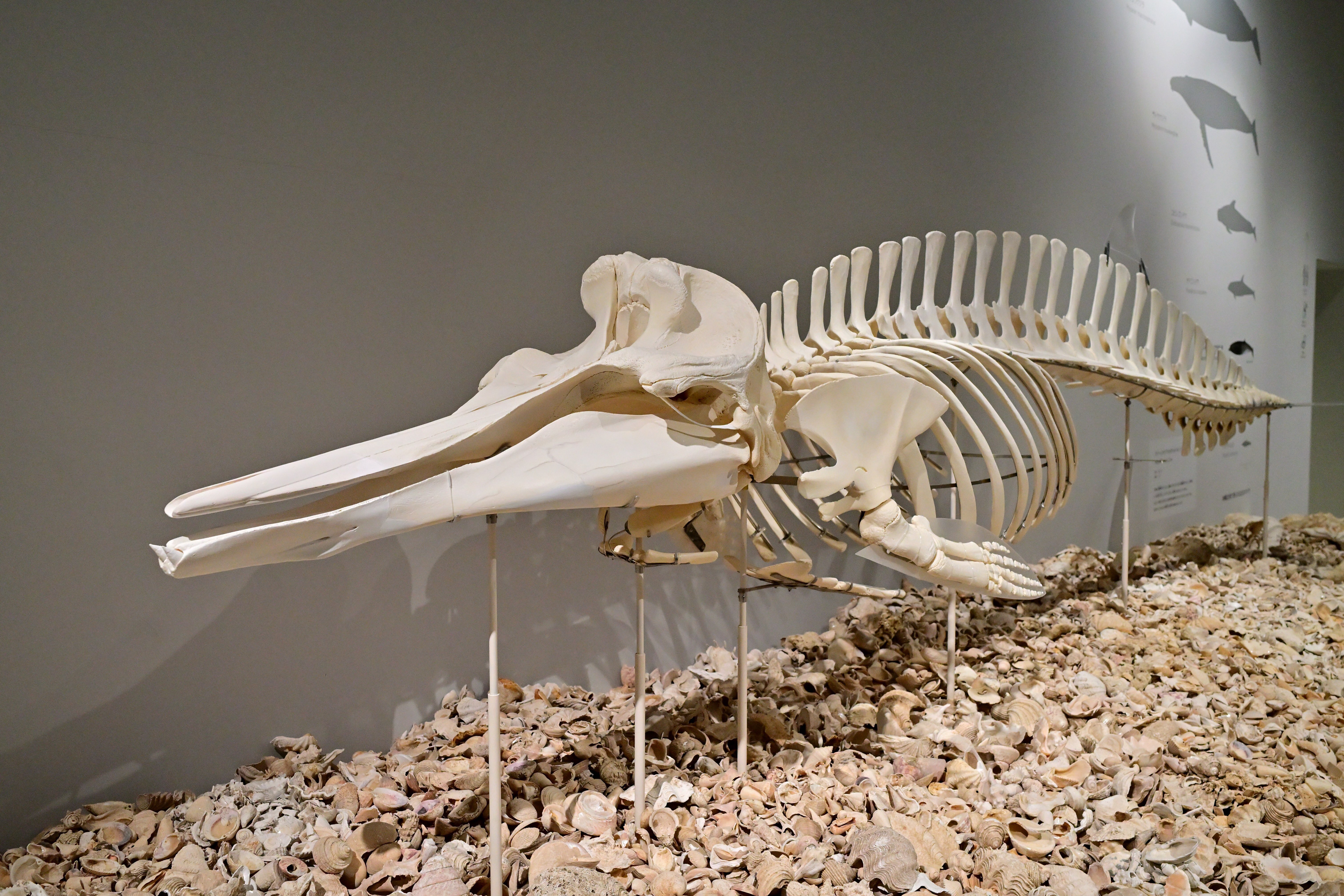 沖縄】クジラの骨格標本が迎えてくれる北谷町博物館｜Heira.K