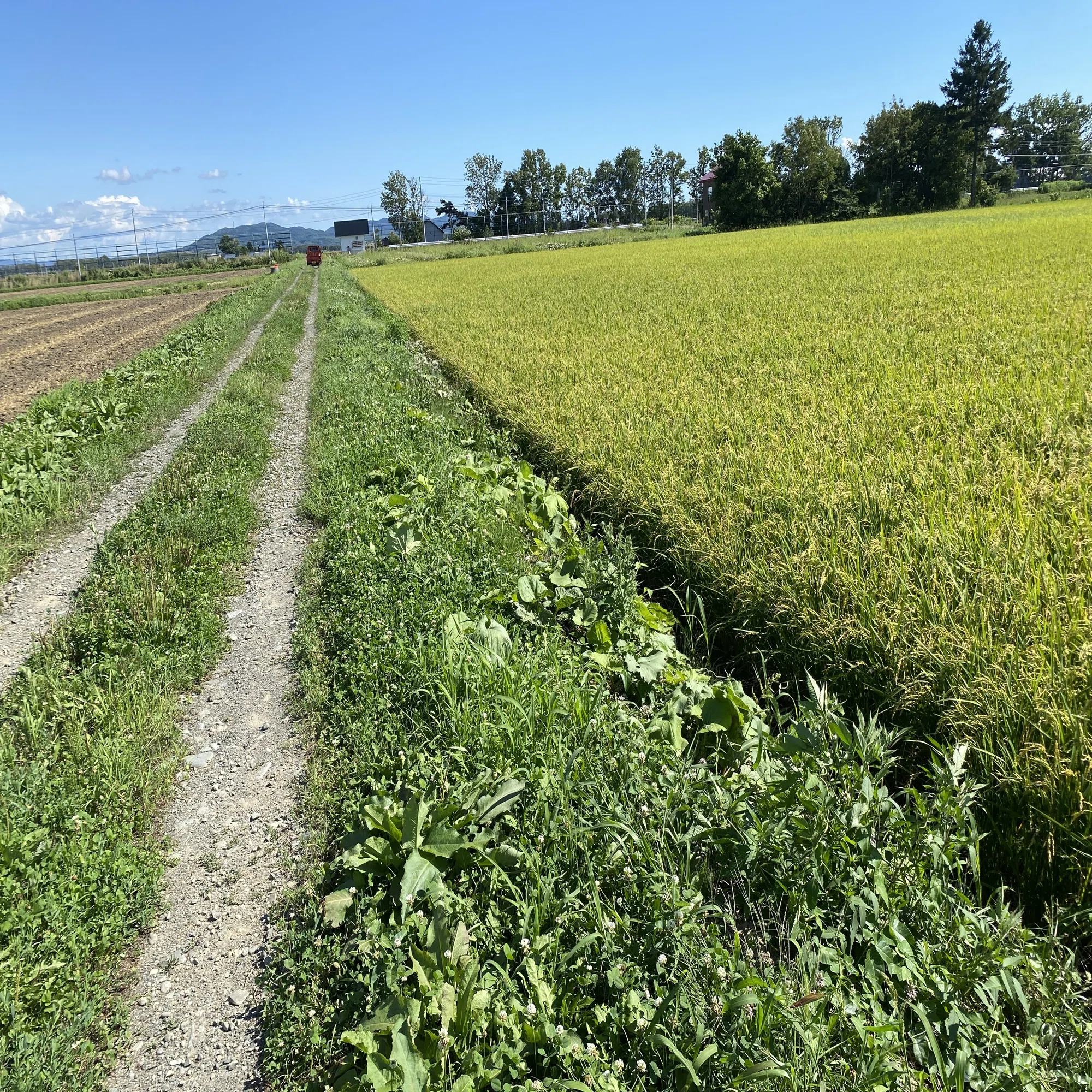 草刈りDAY！広大な田んぼと格闘｜北海道移住おとこ フーテンのケンゴ 